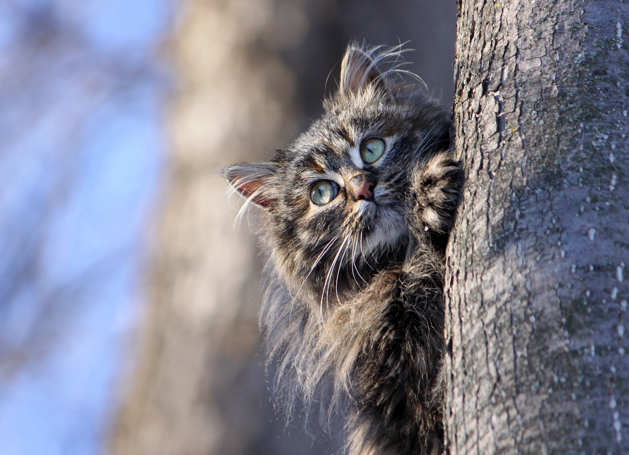 Handy-Wallpaper Katze, Katzen, Tiere kostenlos herunterladen.