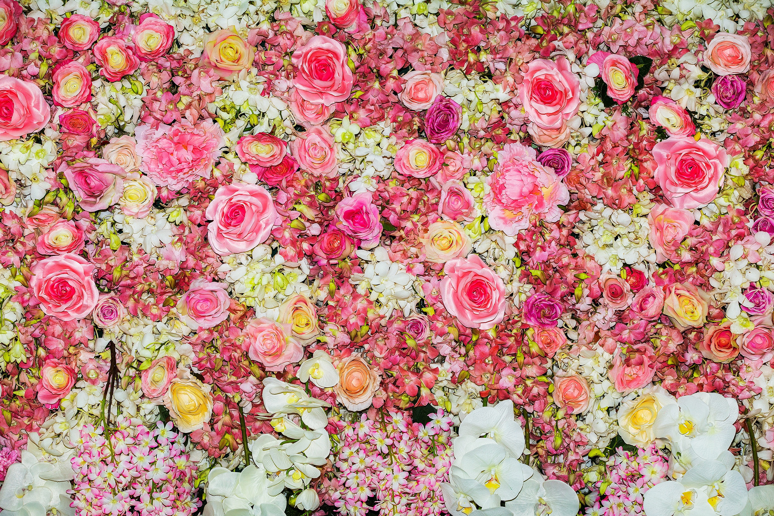 Baixar papel de parede para celular de Flores, Rosa, Flor, Flor Rosa, Flor Branca, Terra/natureza gratuito.