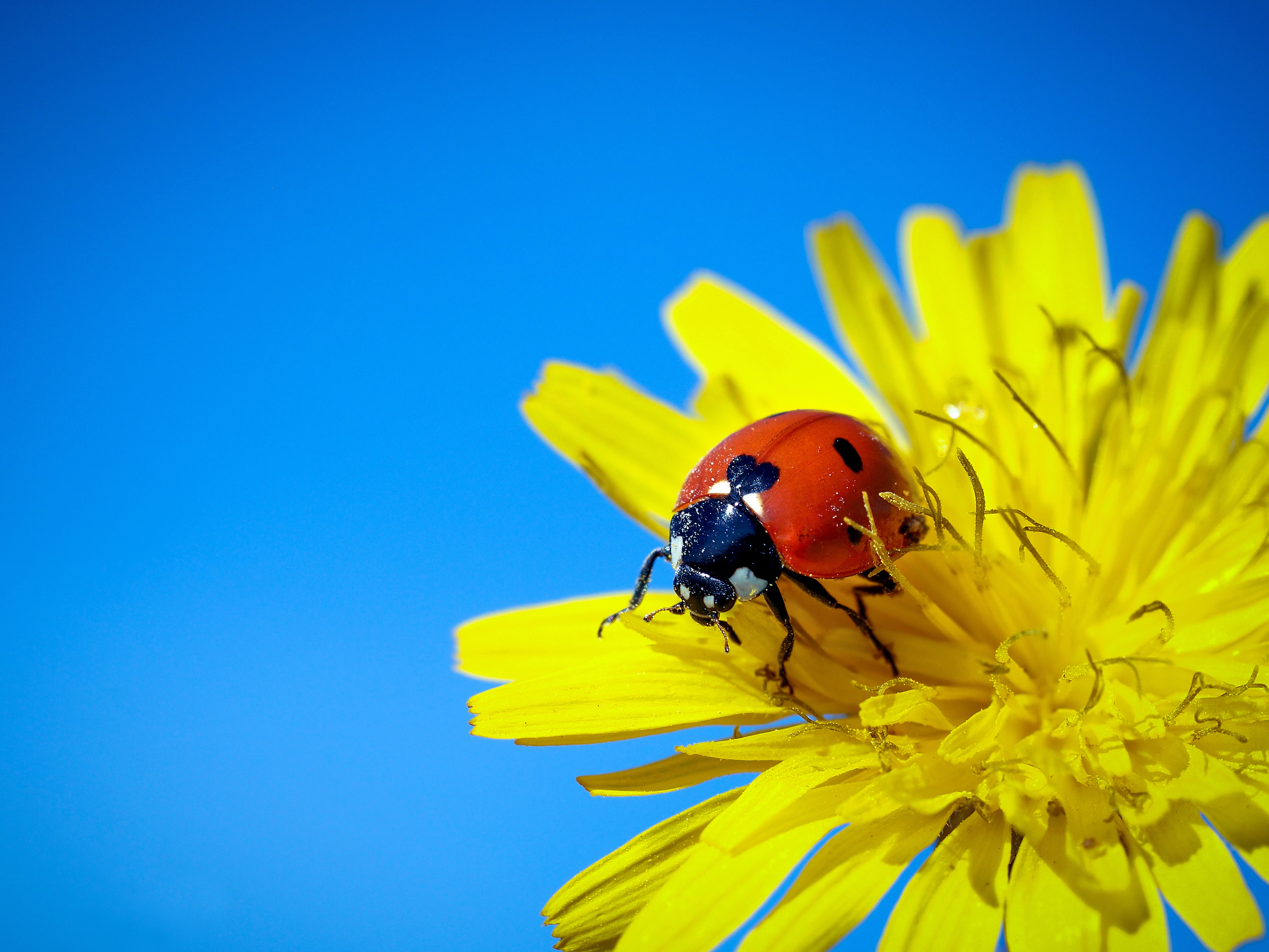 850956 Hintergrundbilder und Marienkäfer Bilder auf dem Desktop. Laden Sie  Bildschirmschoner kostenlos auf den PC herunter