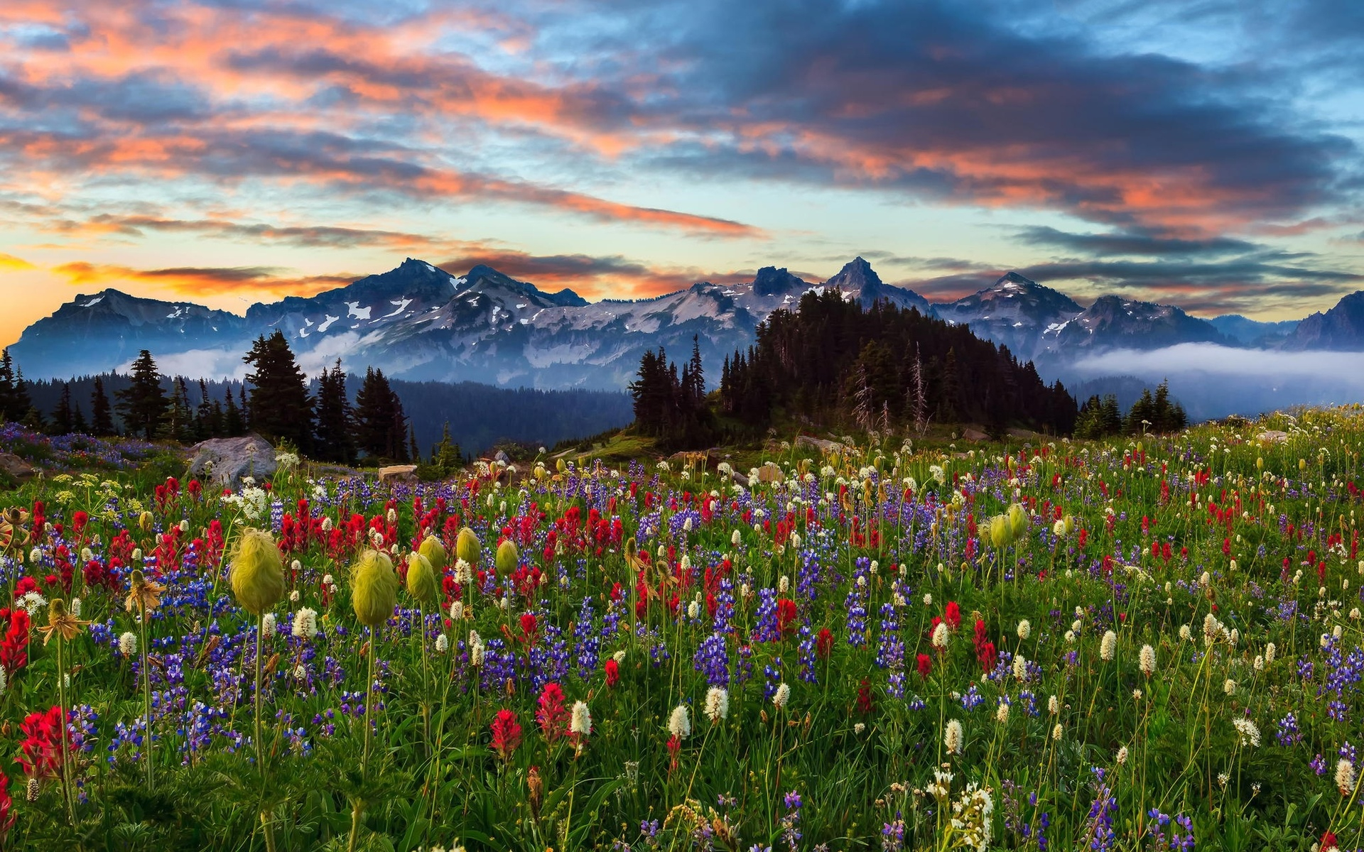 Descarga gratuita de fondo de pantalla para móvil de Flores, Flor, Tierra/naturaleza.