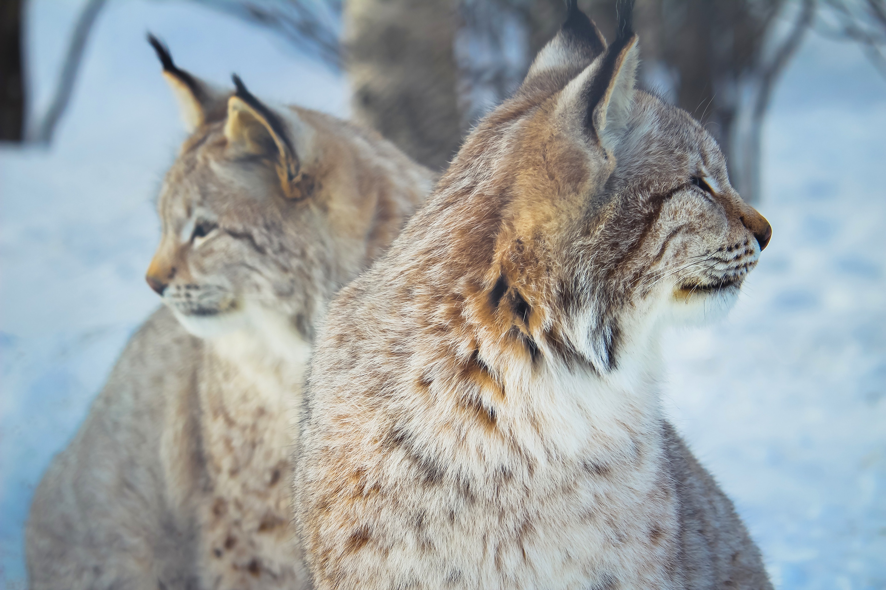 Téléchargez des papiers peints mobile Animaux, Chats, Lynx gratuitement.