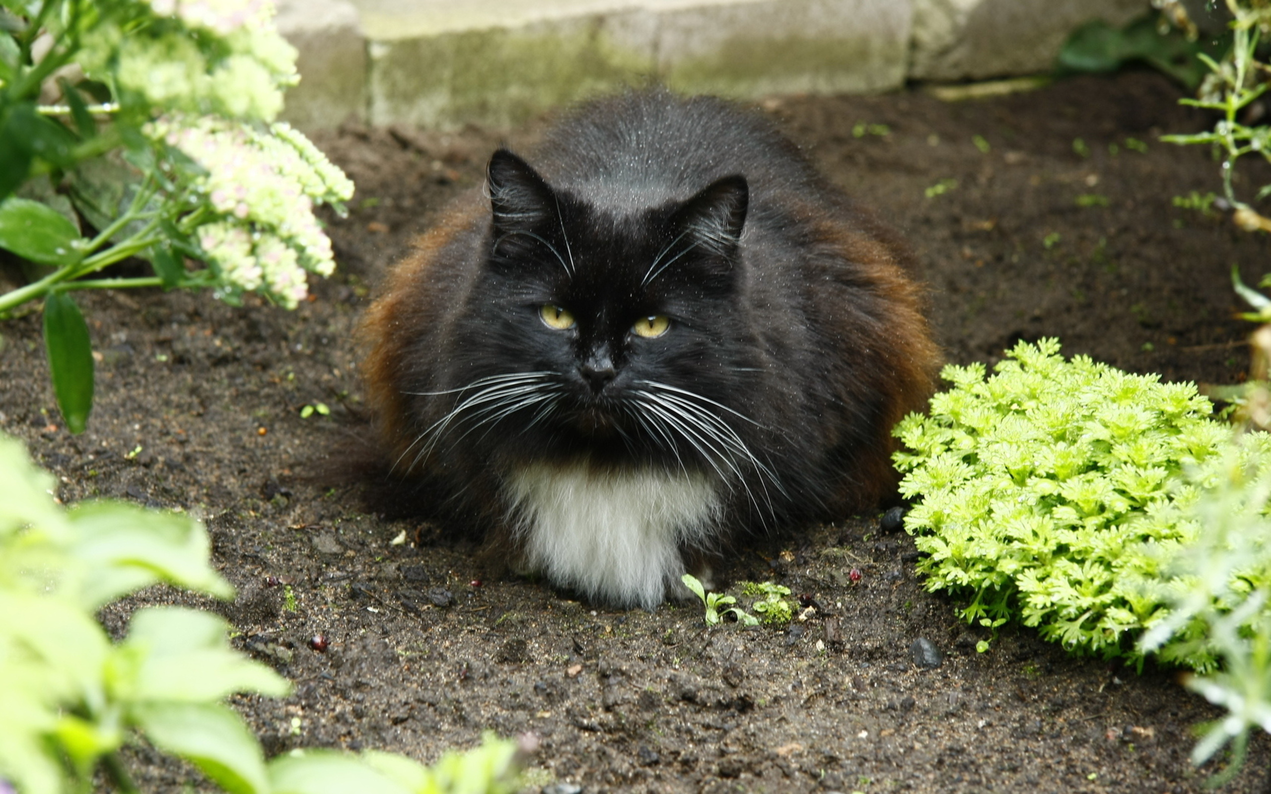 Baixe gratuitamente a imagem Animais, Gatos, Gato na área de trabalho do seu PC