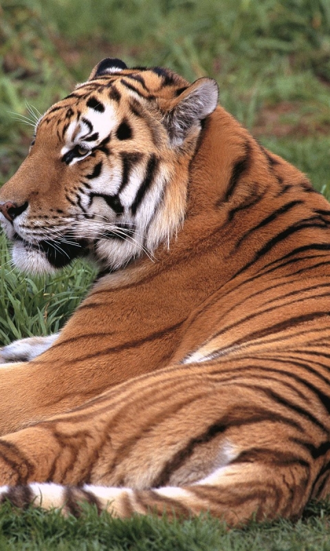 Download mobile wallpaper Cats, Tiger, Animal for free.