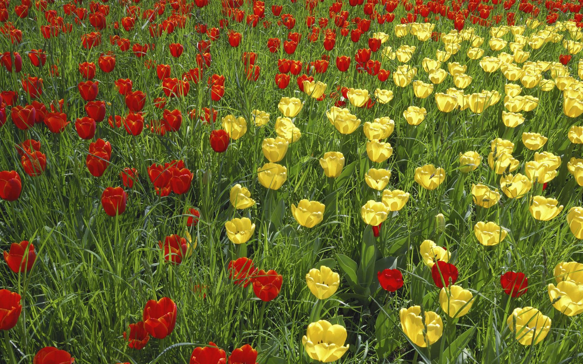 Téléchargez gratuitement l'image Fleurs, Tulipe, Terre/nature sur le bureau de votre PC