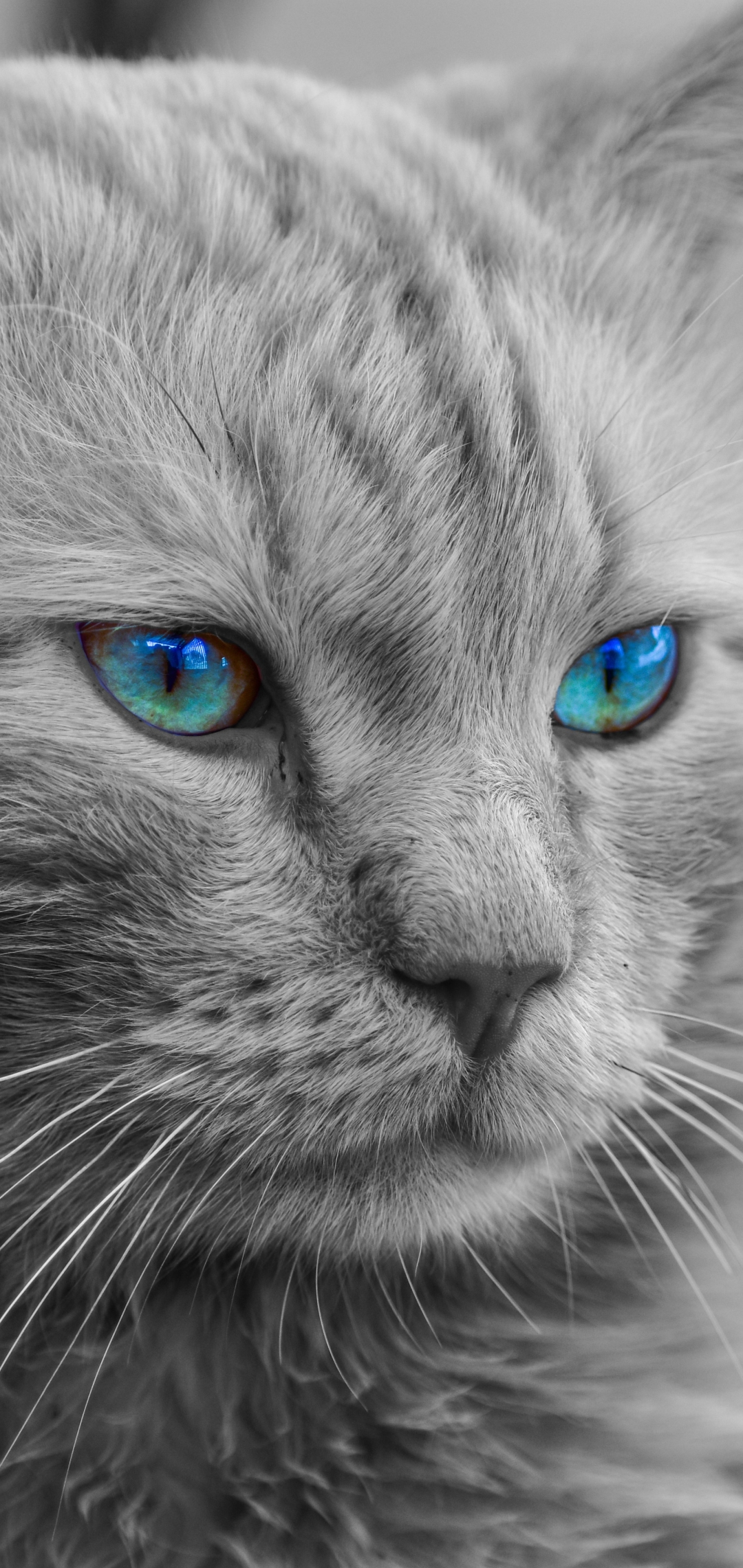 Download mobile wallpaper Cats, Cat, Animal, Manipulation, Silver Tabby for free.