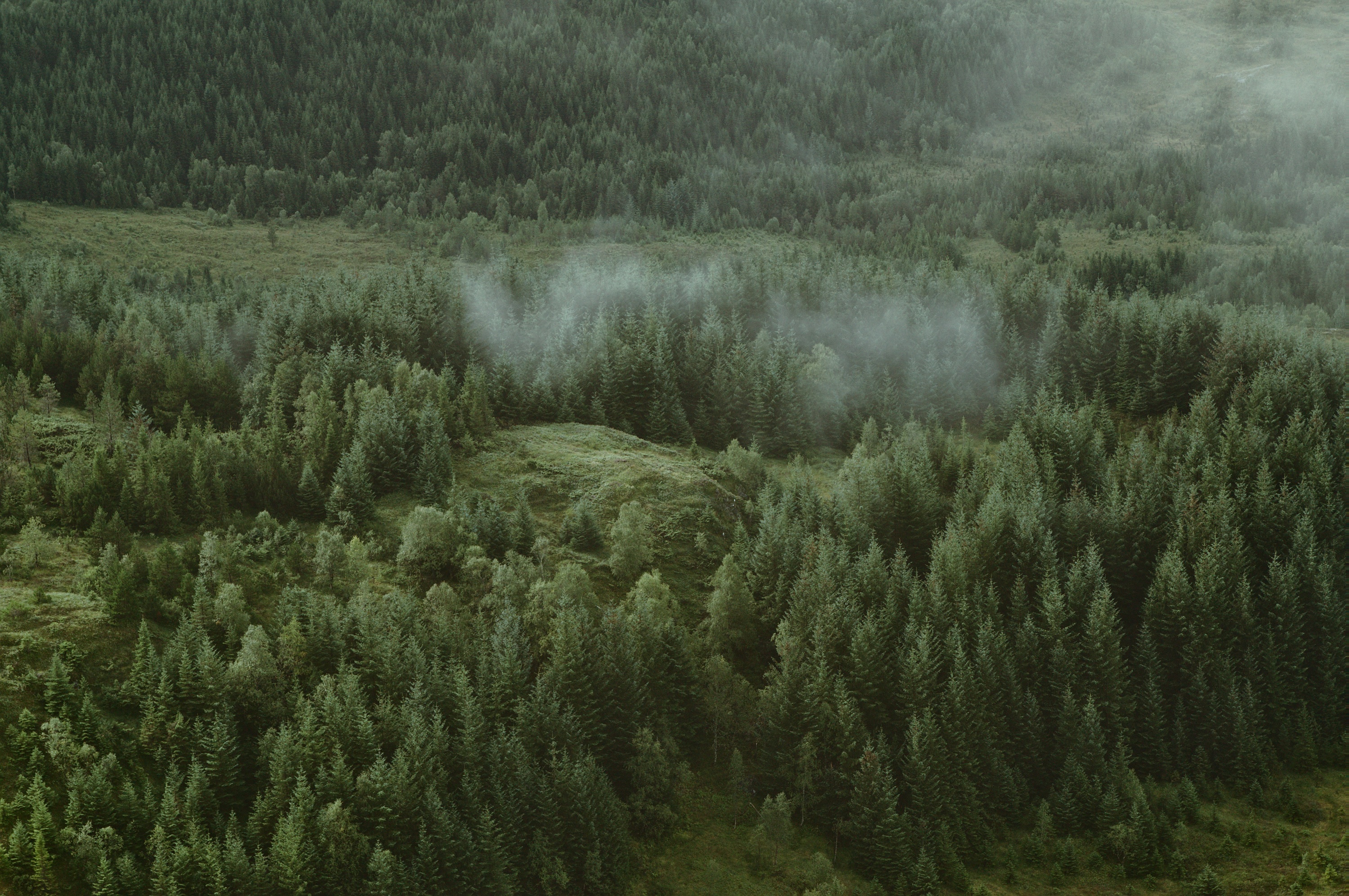 coniferous, view from above, nature, trees, clouds, forest, hills