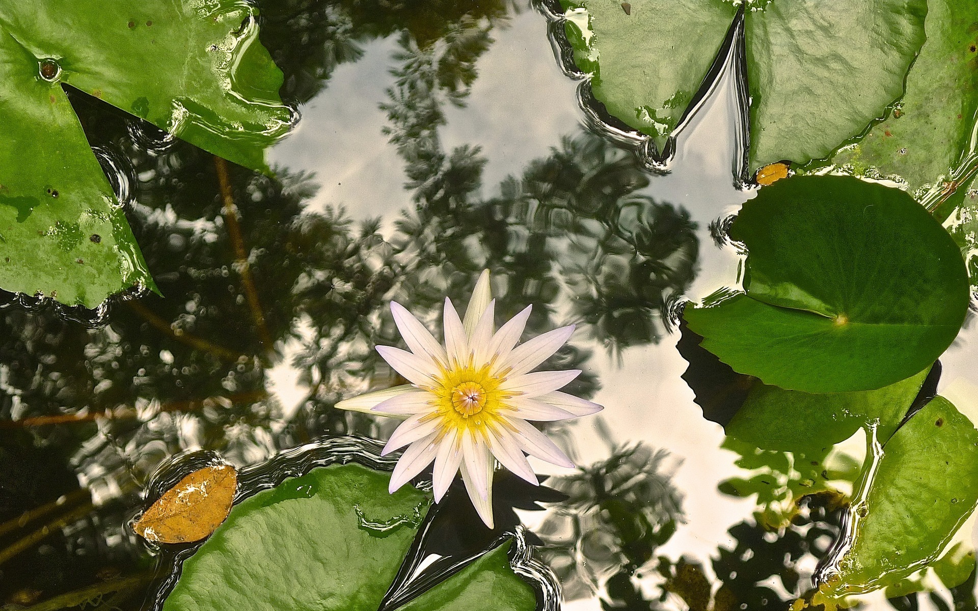 Скачать картинку Вода, Цветок, Листва, Водяная Лилия, Белый Цветок, Земля/природа, Флауэрсы в телефон бесплатно.