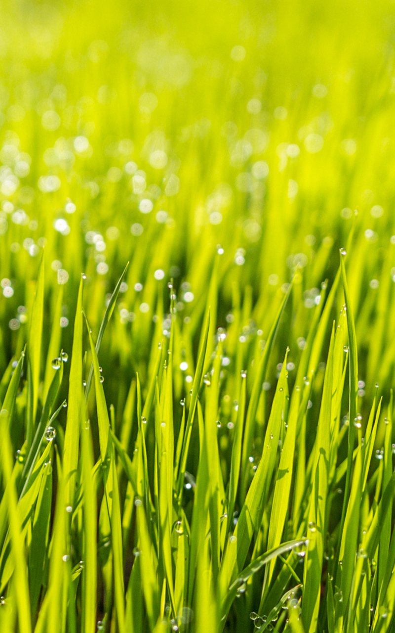 Download mobile wallpaper Nature, Grass, Blur, Earth, Dew Drop for free.
