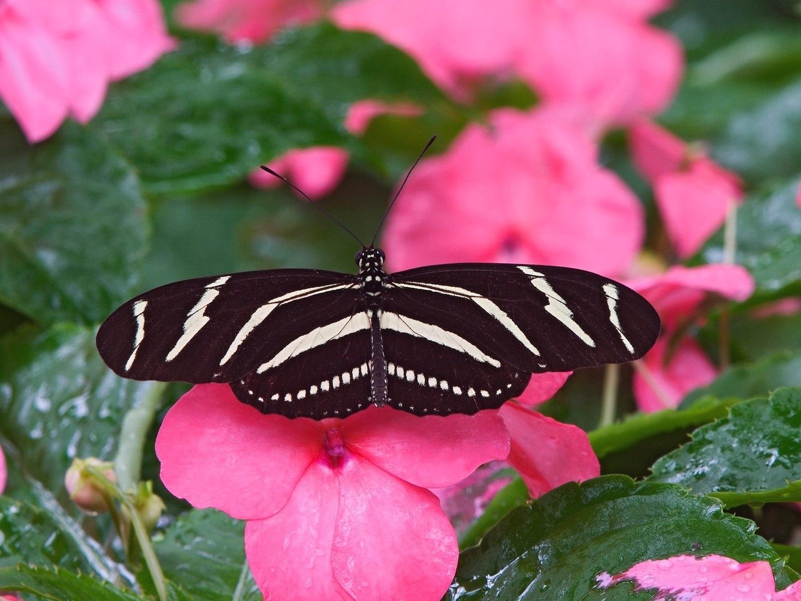 Handy-Wallpaper Tiere, Schmetterlinge, Blume, Insekt kostenlos herunterladen.