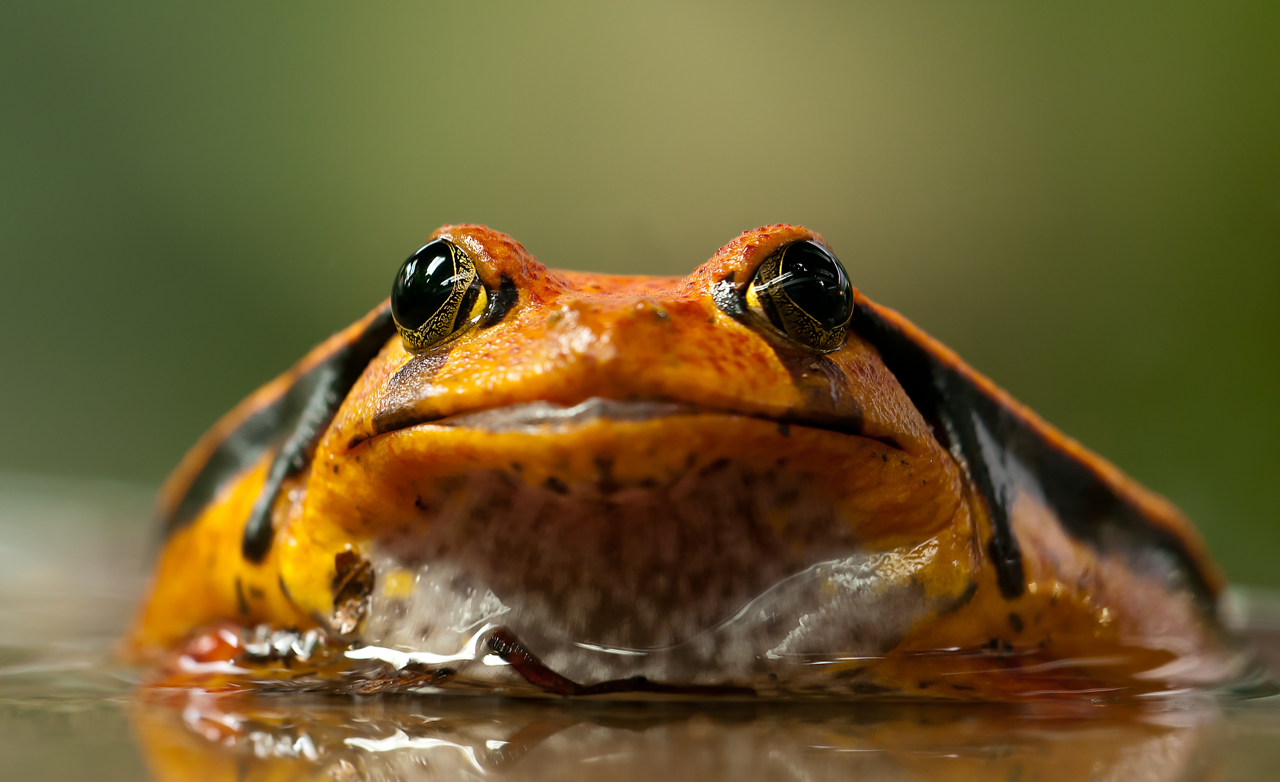 Download mobile wallpaper Water, Frogs, Animal, Frog for free.