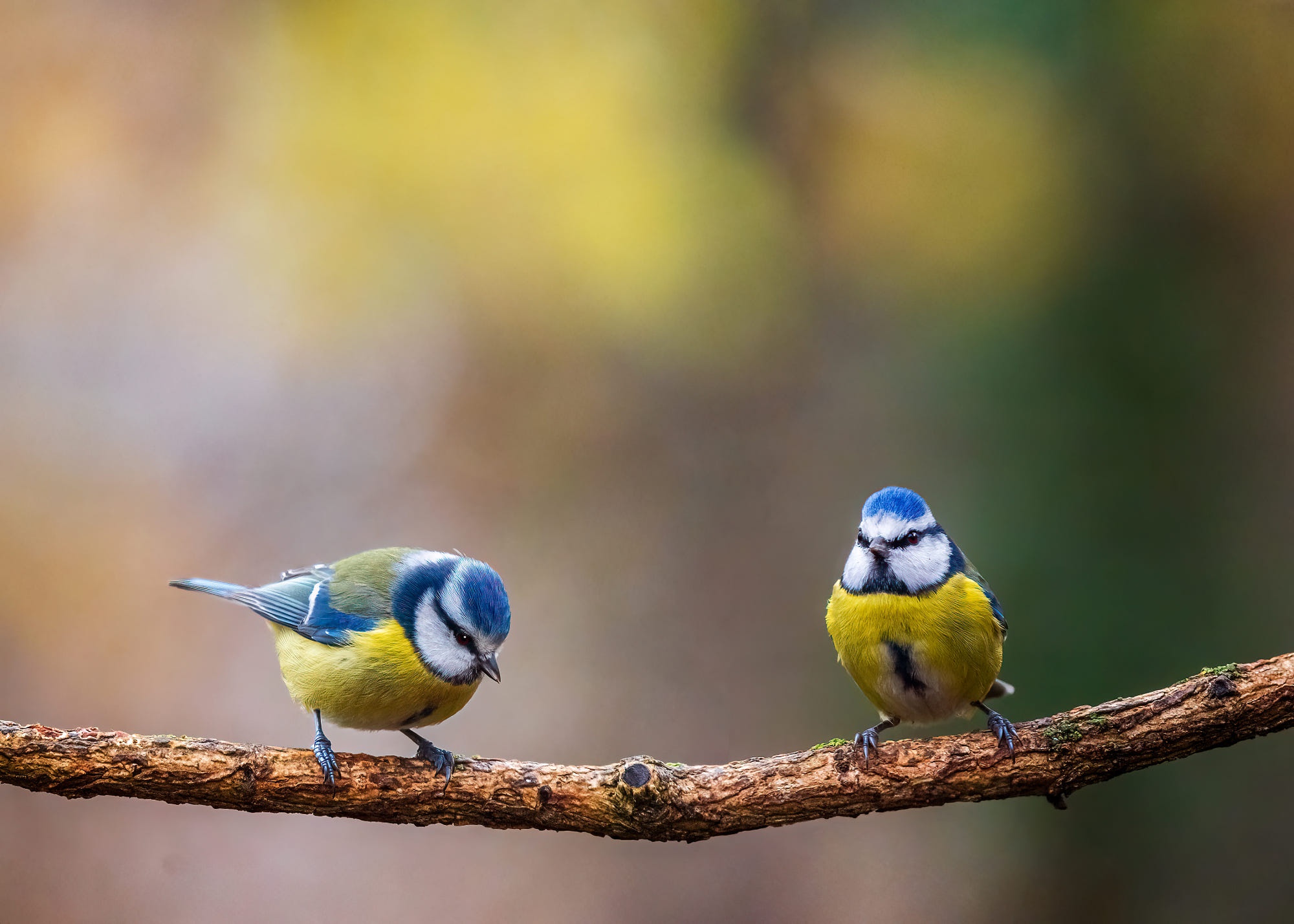 Download mobile wallpaper Birds, Animal, Titmouse for free.