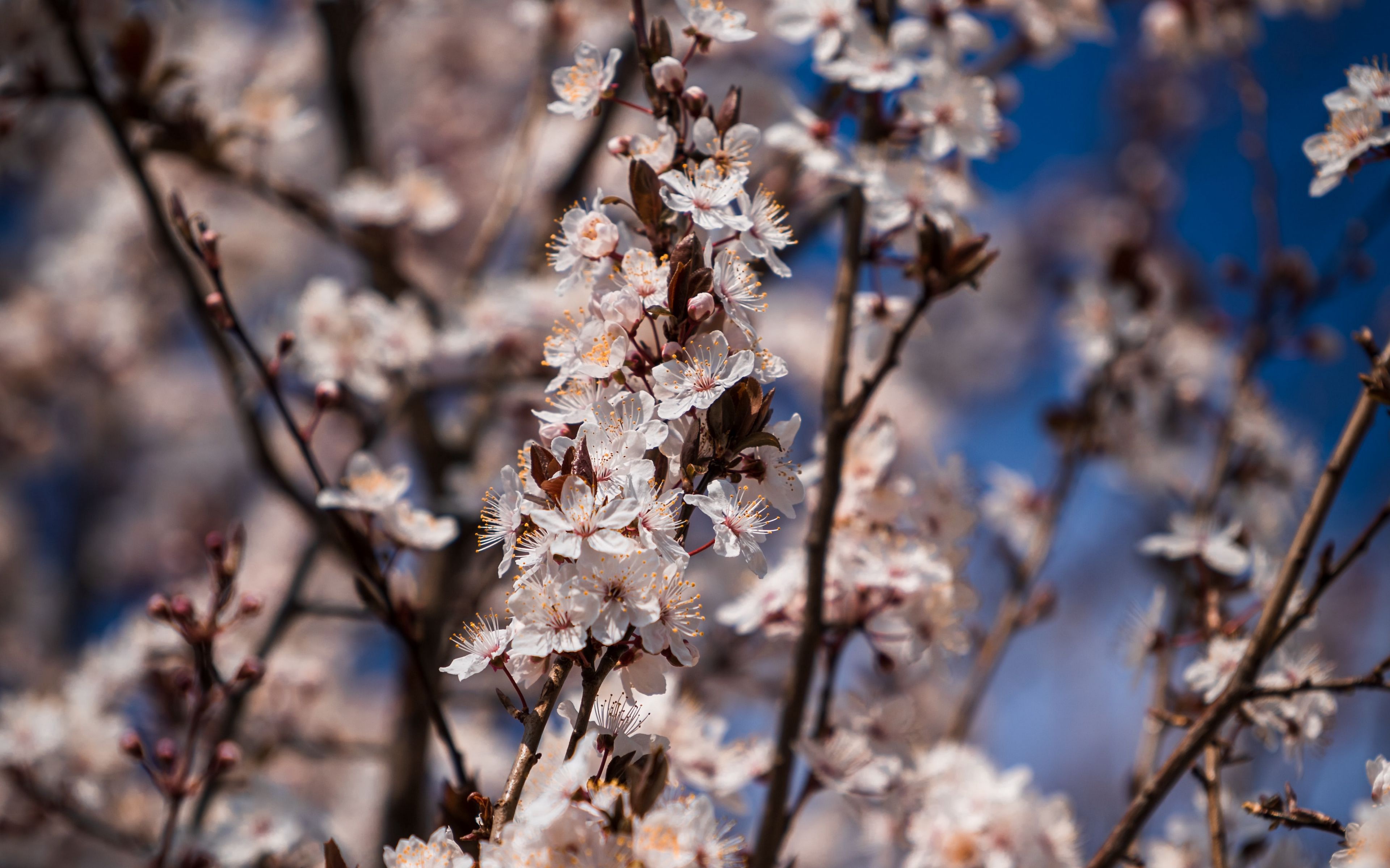 Free download wallpaper Flowers, Flower, Close Up, Branch, Earth, Spring, Blossom on your PC desktop