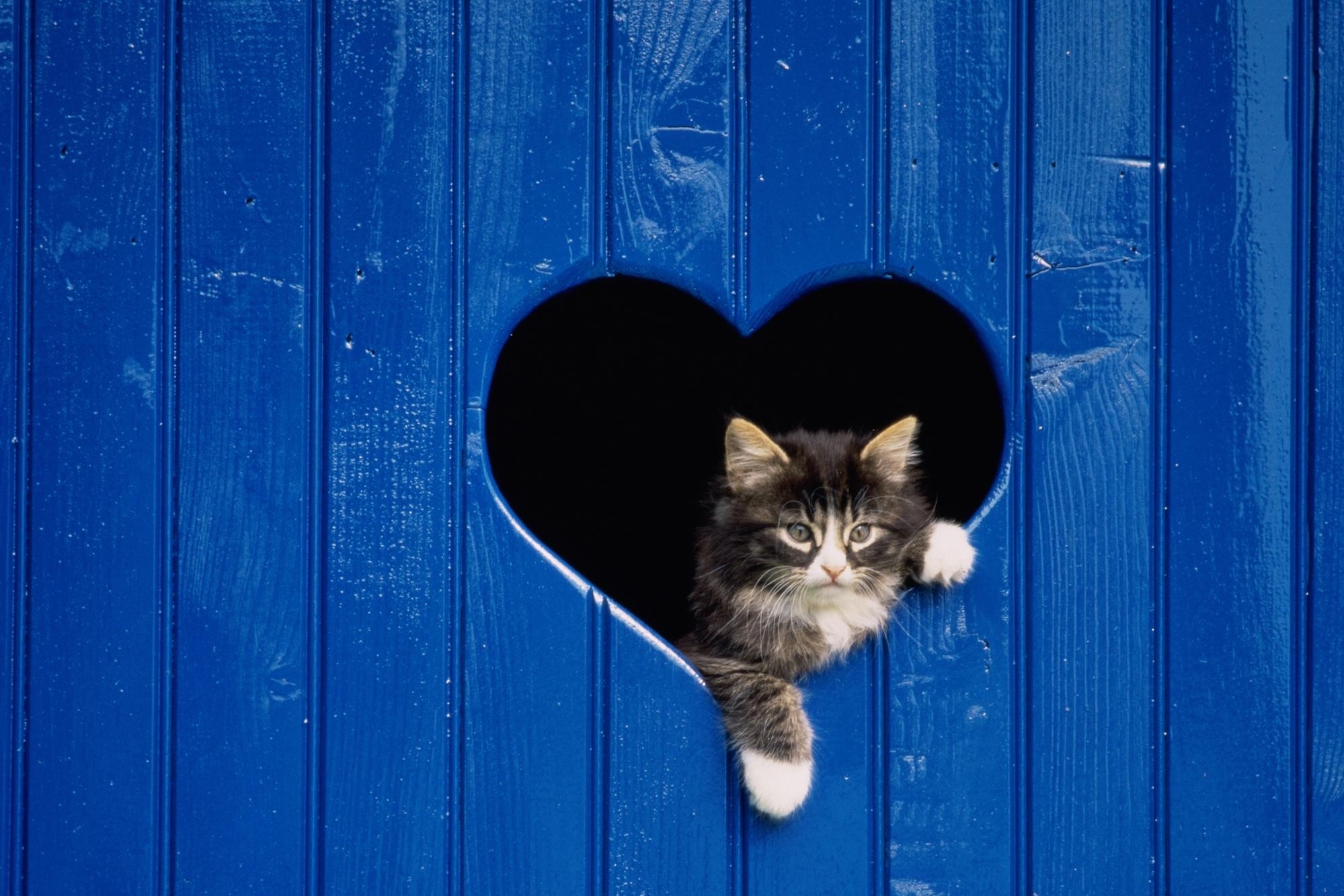 67330 скачать картинку животные, деревянный, кот, сердце, дверь, выглядывать - обои и заставки бесплатно