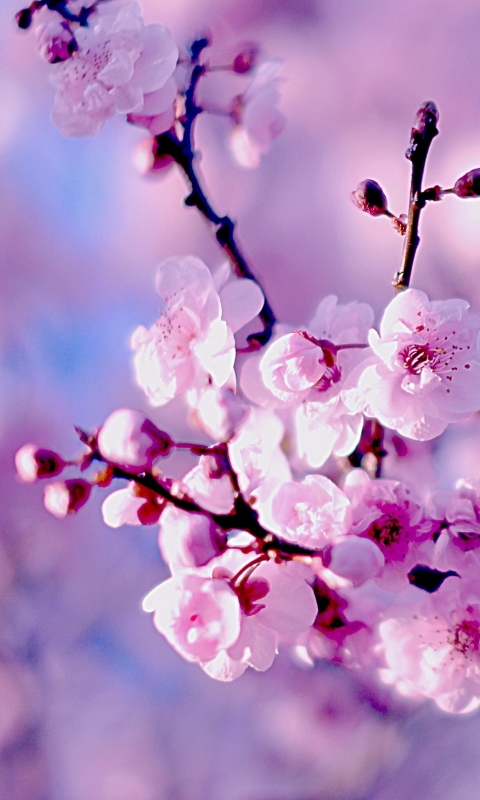 Download mobile wallpaper Nature, Flowers, Flower, Macro, Close Up, Earth, Cherry Blossom, Blossom for free.