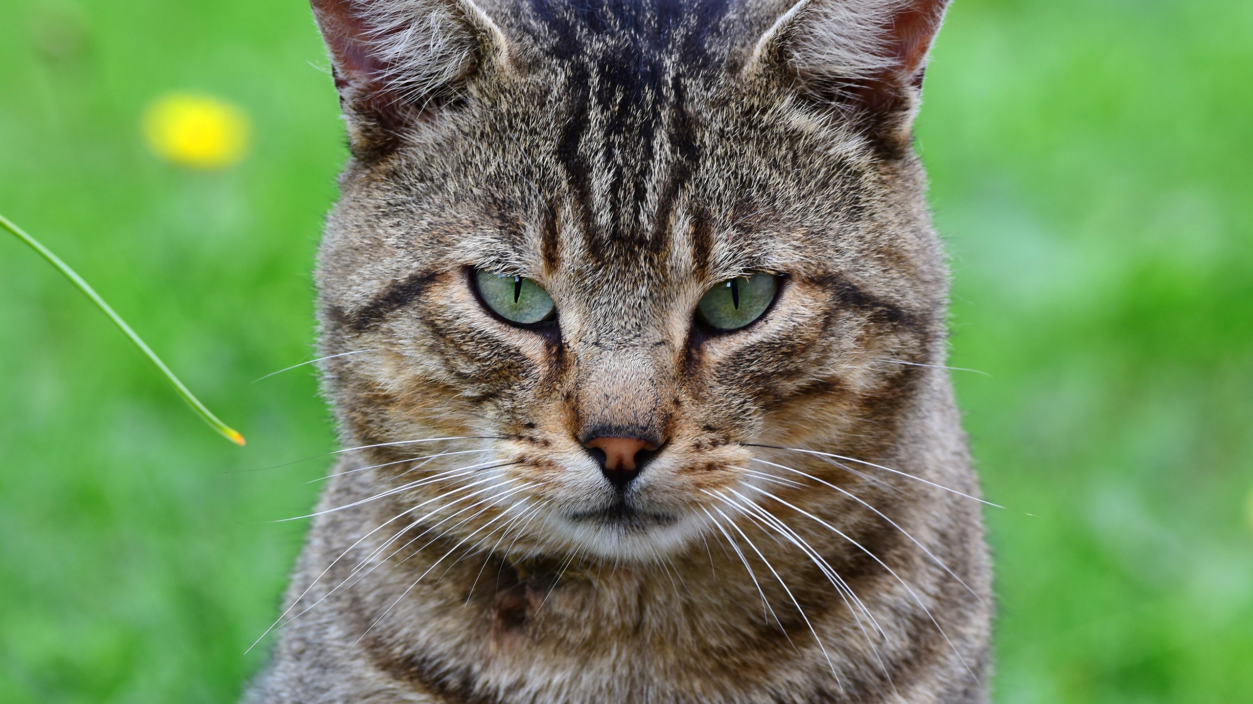 Handy-Wallpaper Tiere, Katzen, Katze, Starren kostenlos herunterladen.