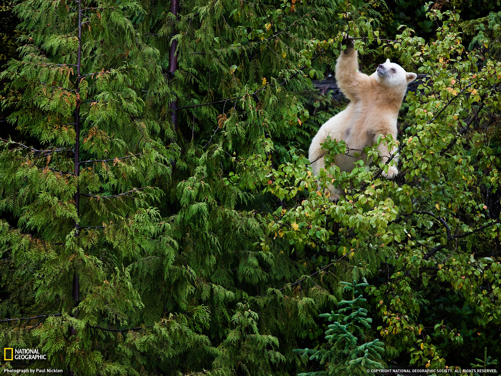 Baixe gratuitamente a imagem Animais, Urso, Urso Polar na área de trabalho do seu PC