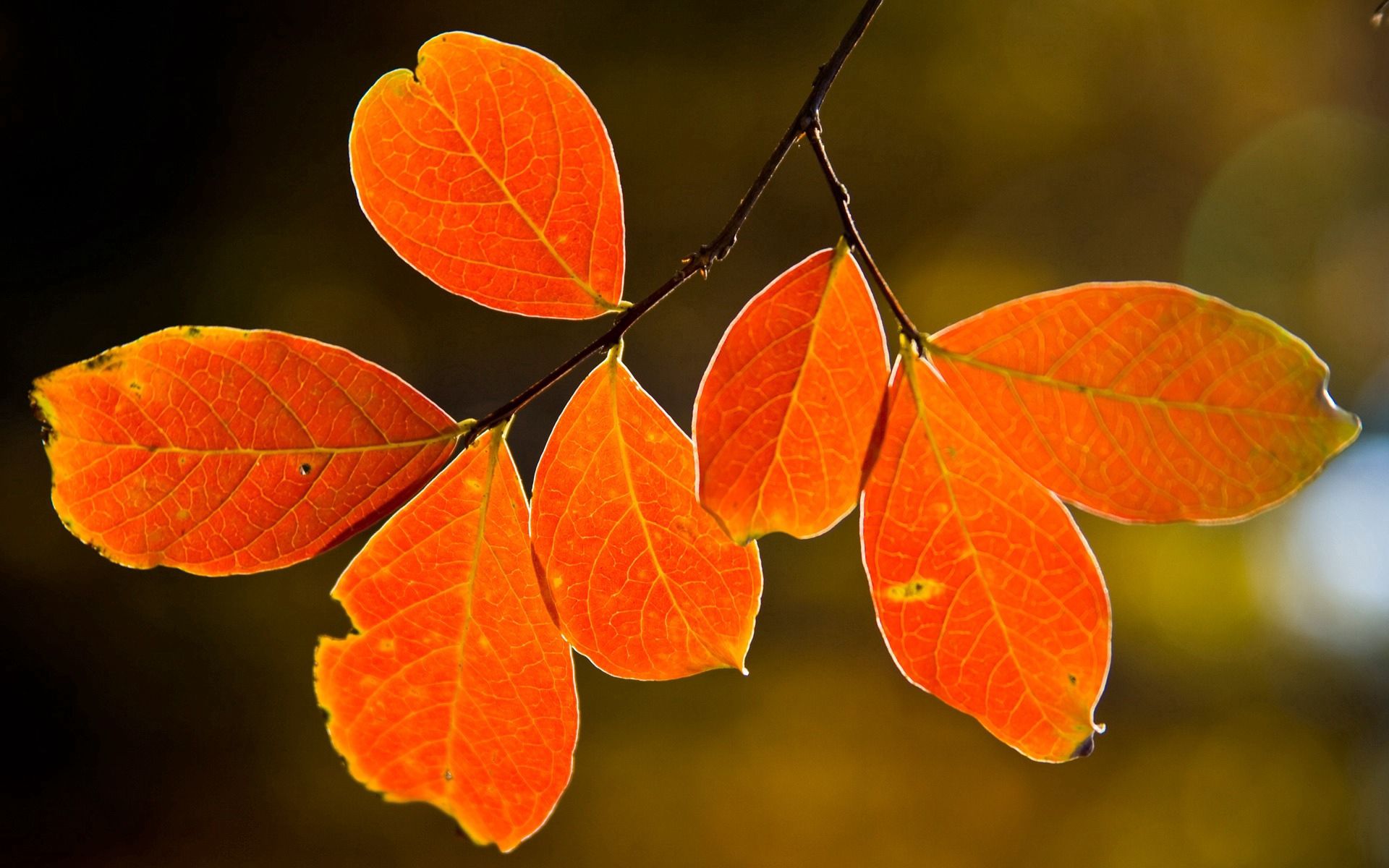 Baixe gratuitamente a imagem Natureza, Outono, Folhas, Galho, Ramo, Veias na área de trabalho do seu PC