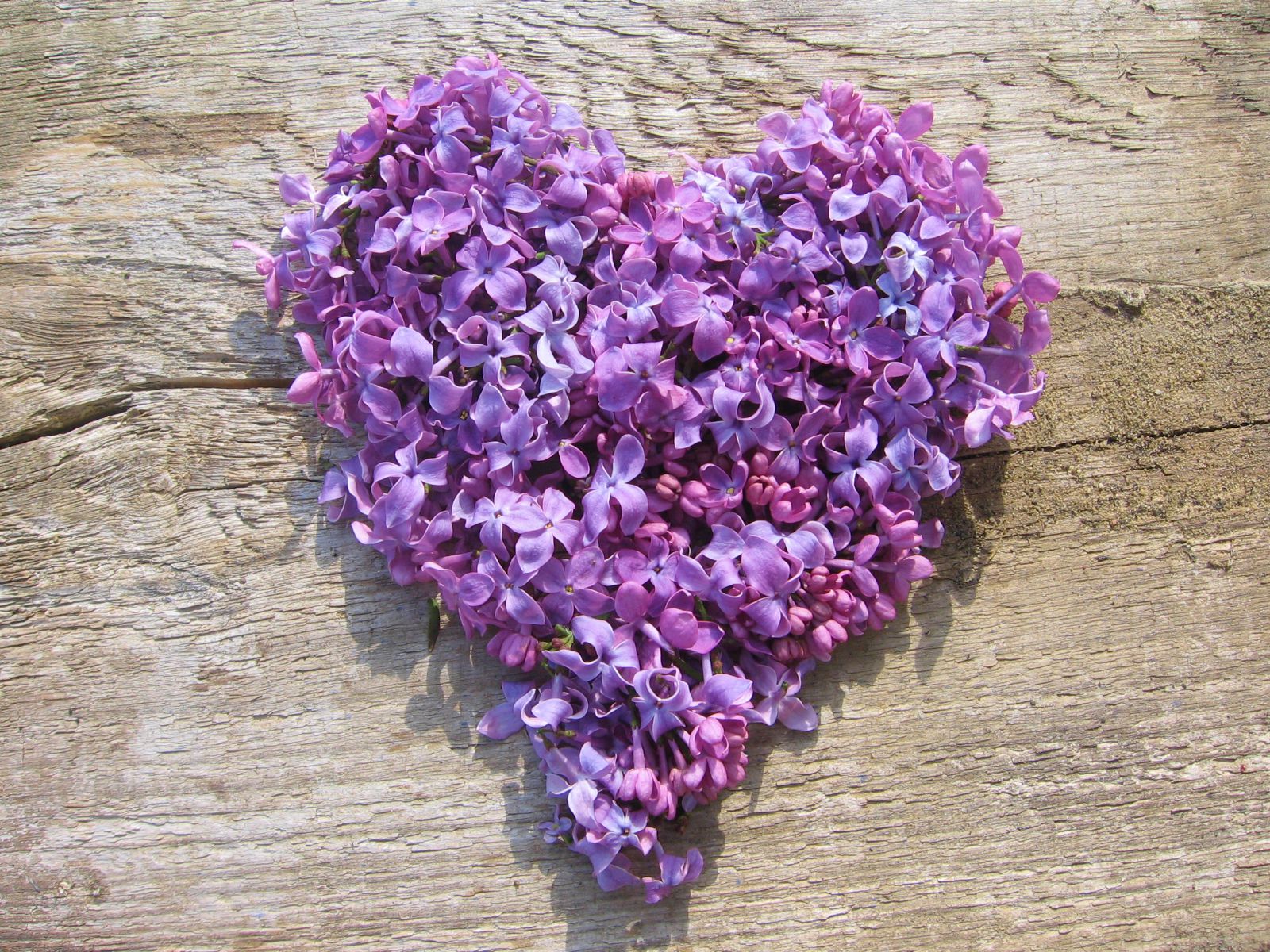 Download mobile wallpaper Lilac, Flower, Heart, Purple Flower, Man Made for free.
