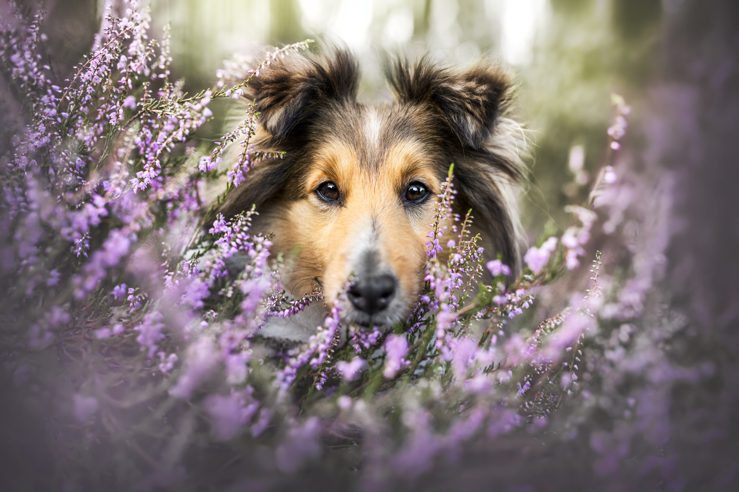 Free download wallpaper Dogs, Animal, Shetland Sheepdog on your PC desktop