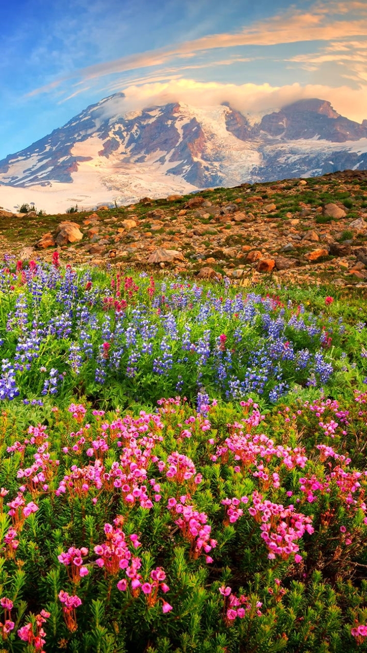 Download mobile wallpaper Flowers, Mountain, Flower, Earth, Field, Spring, Pink Flower, Wildflower for free.