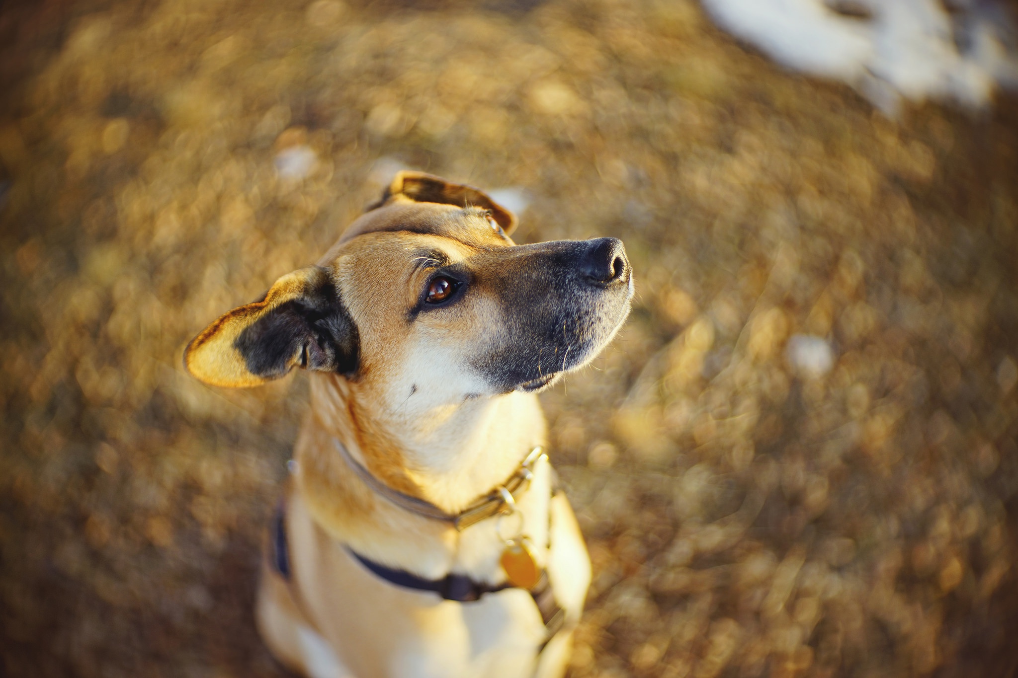 Download mobile wallpaper Dogs, Dog, Muzzle, Animal, Bokeh for free.