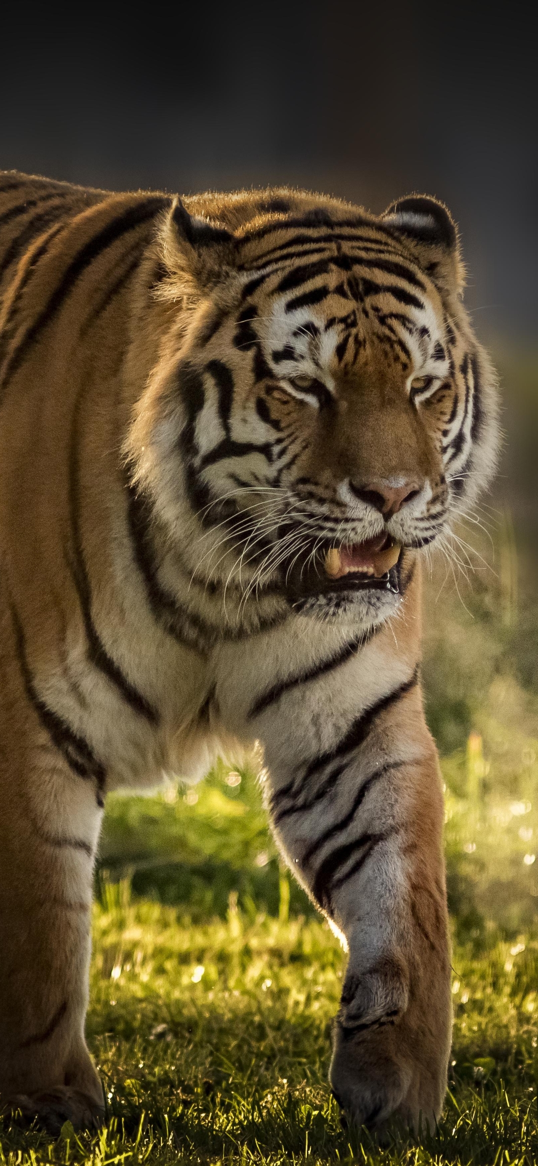 Descarga gratuita de fondo de pantalla para móvil de Animales, Gatos, Tigre.