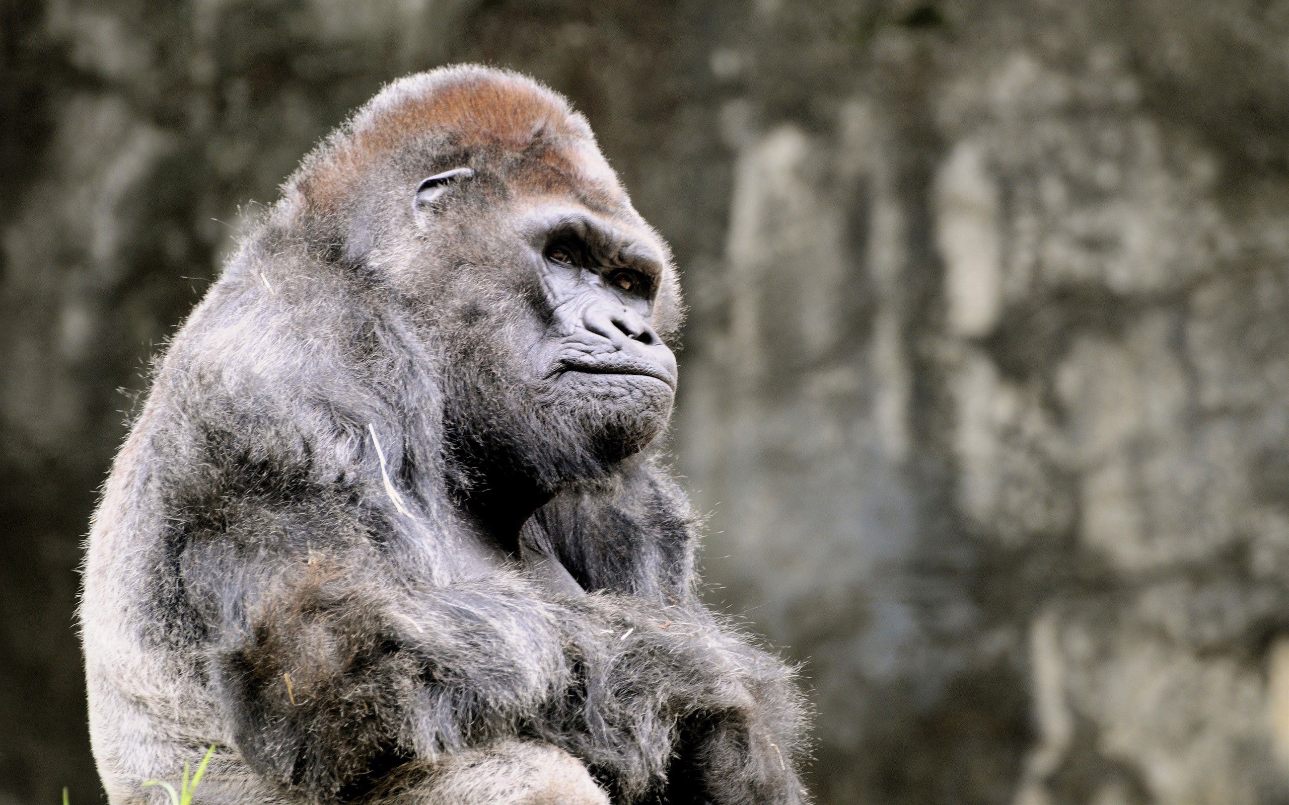 88296 descargar fondo de pantalla animales, sentarse, gorila, un mono, mono: protectores de pantalla e imágenes gratis