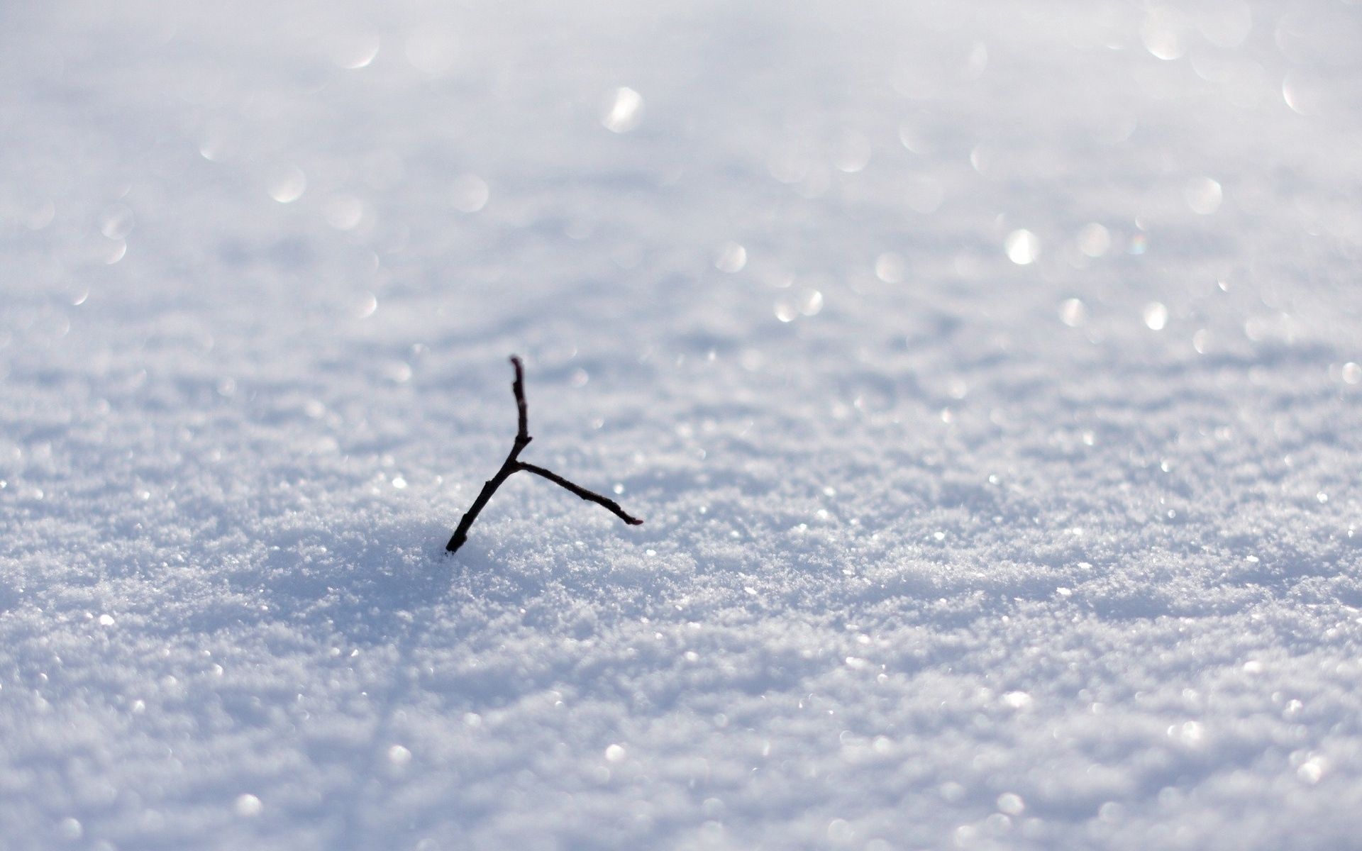 snow, macro, shine, brilliance, branch, snowfields, snowballs