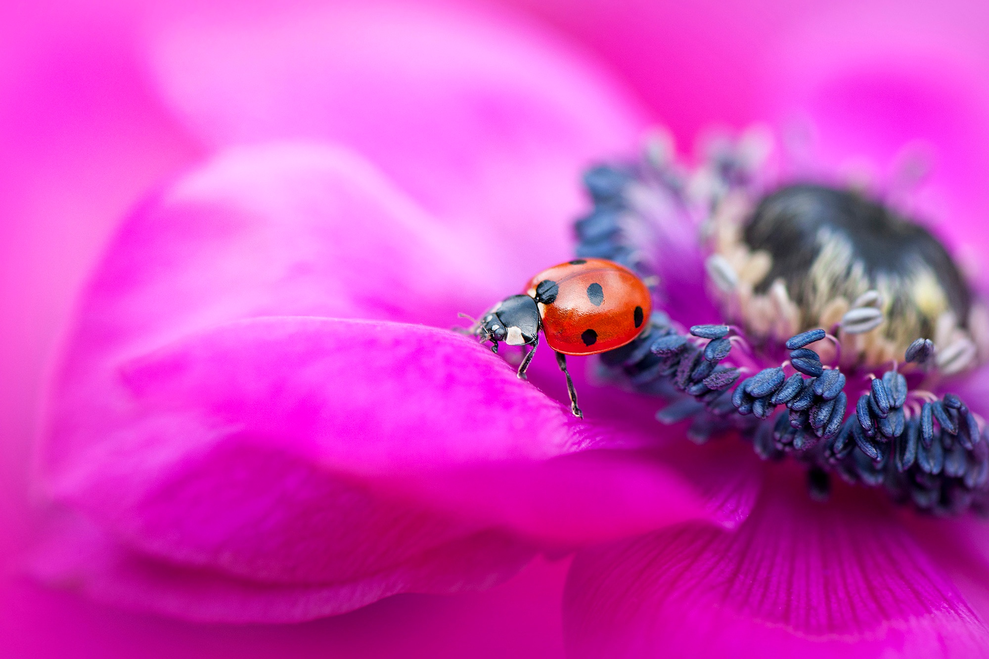 Download mobile wallpaper Flower, Macro, Insect, Animal, Ladybug, Anemone for free.
