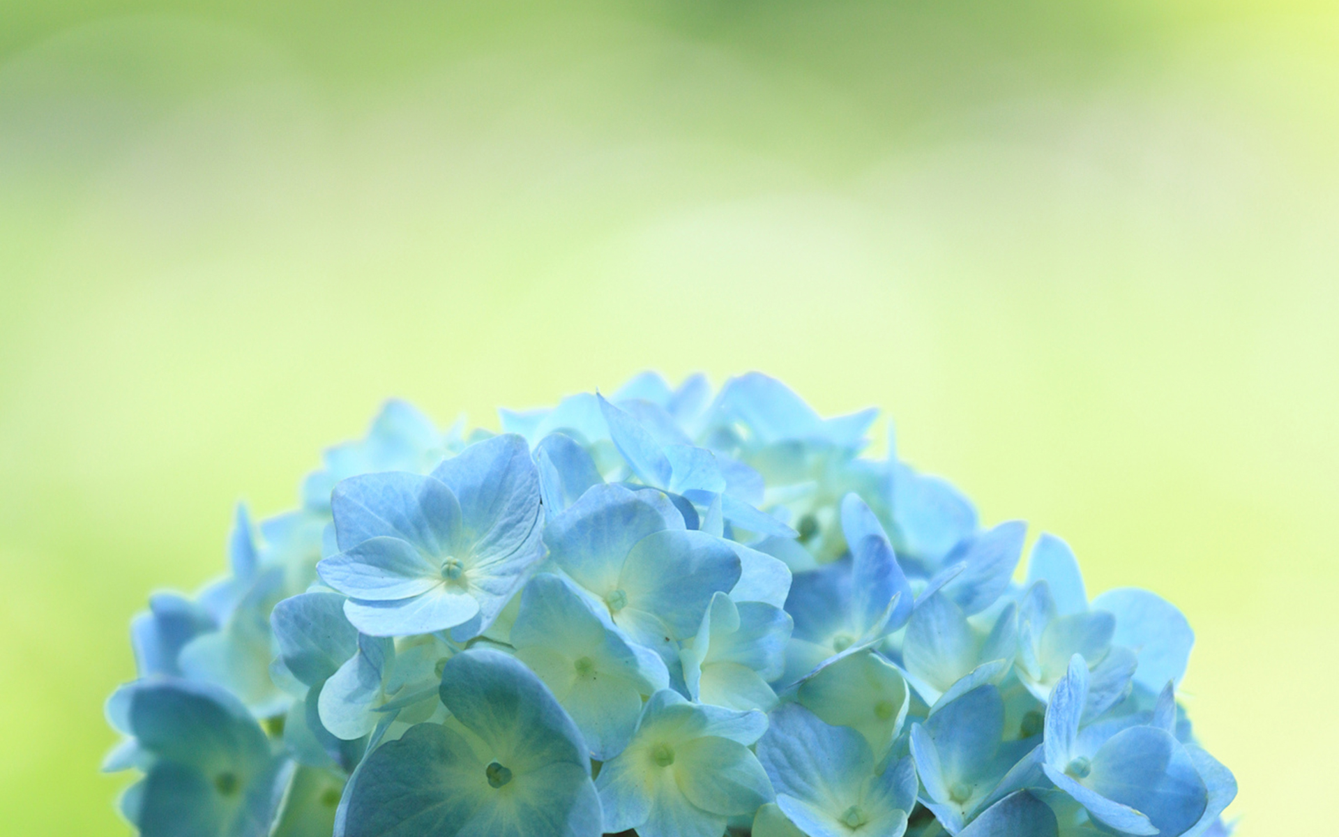 Free download wallpaper Flowers, Earth, Hydrangea on your PC desktop