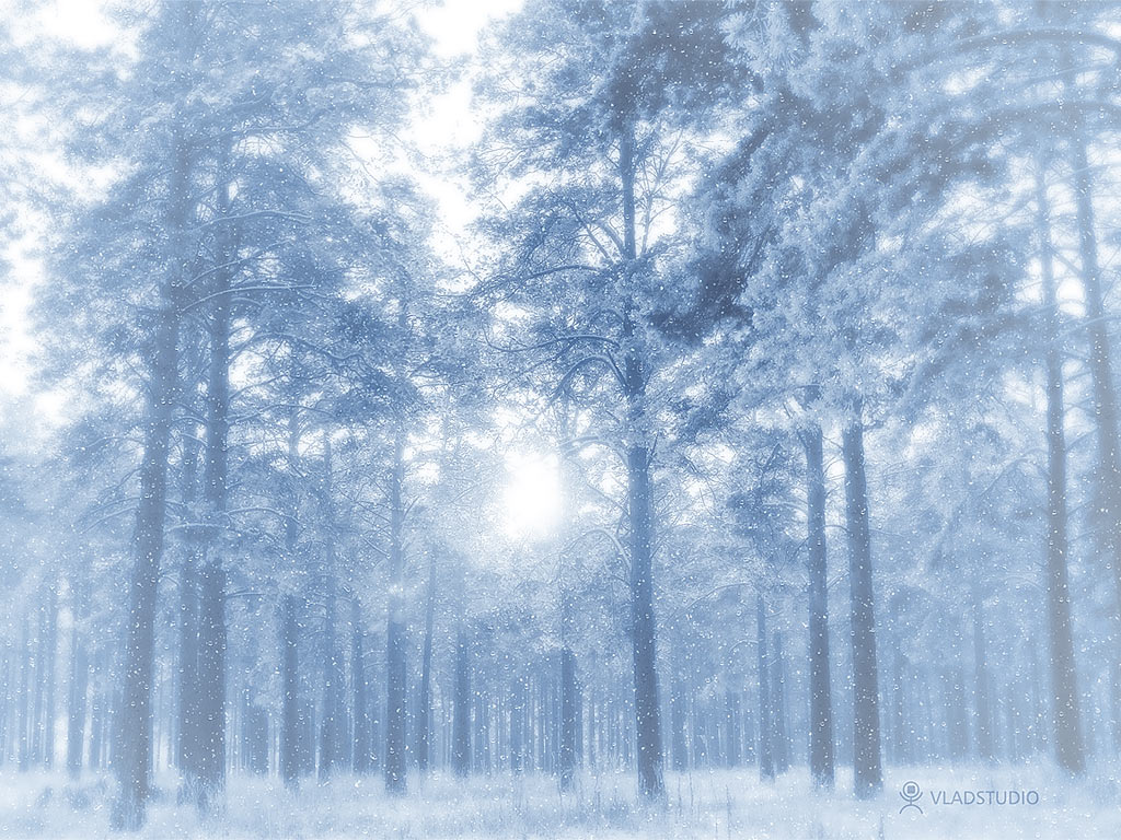 Baixar papel de parede para celular de Inverno, Neve, Floresta, Terra/natureza gratuito.