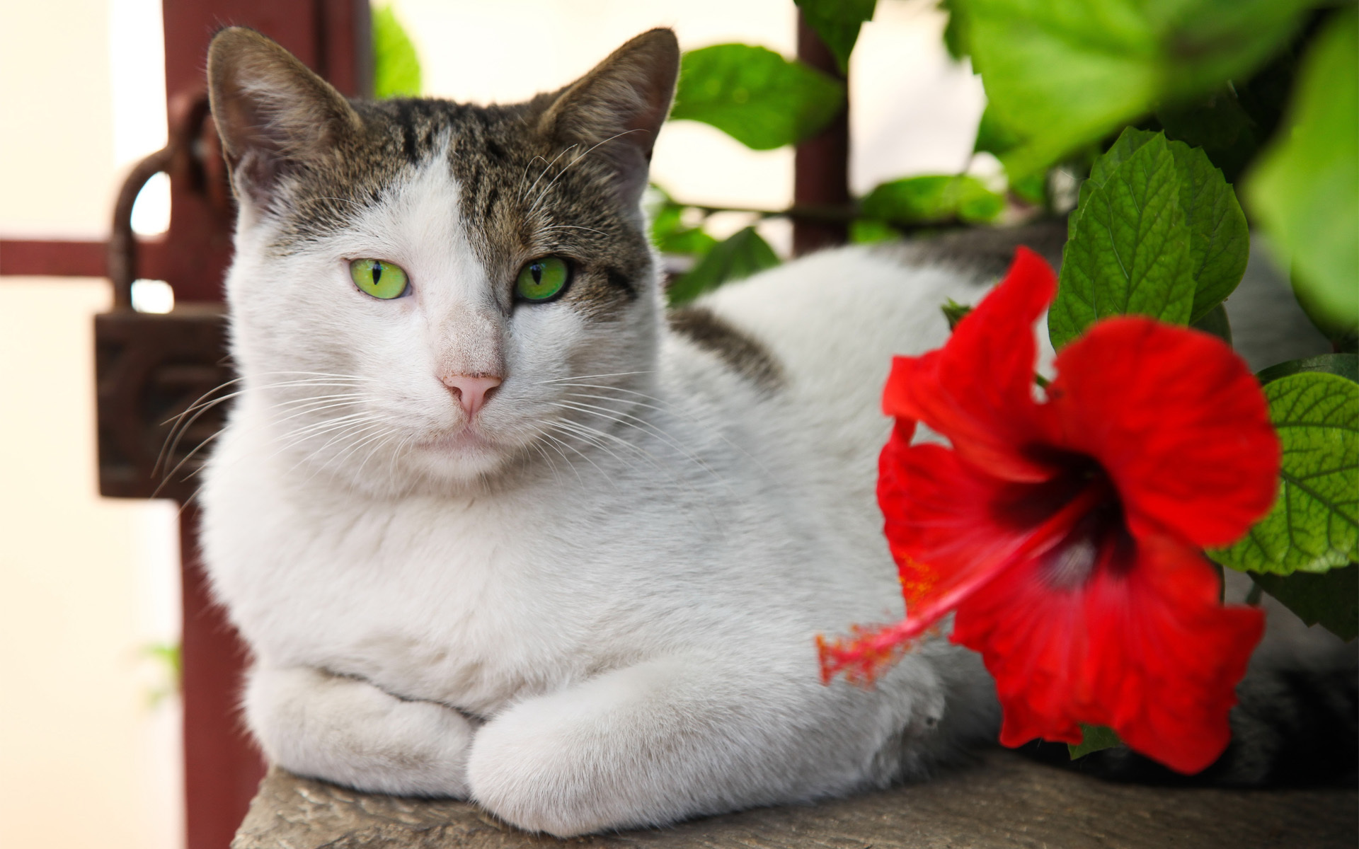 Baixe gratuitamente a imagem Gato, Gatos, Animais na área de trabalho do seu PC