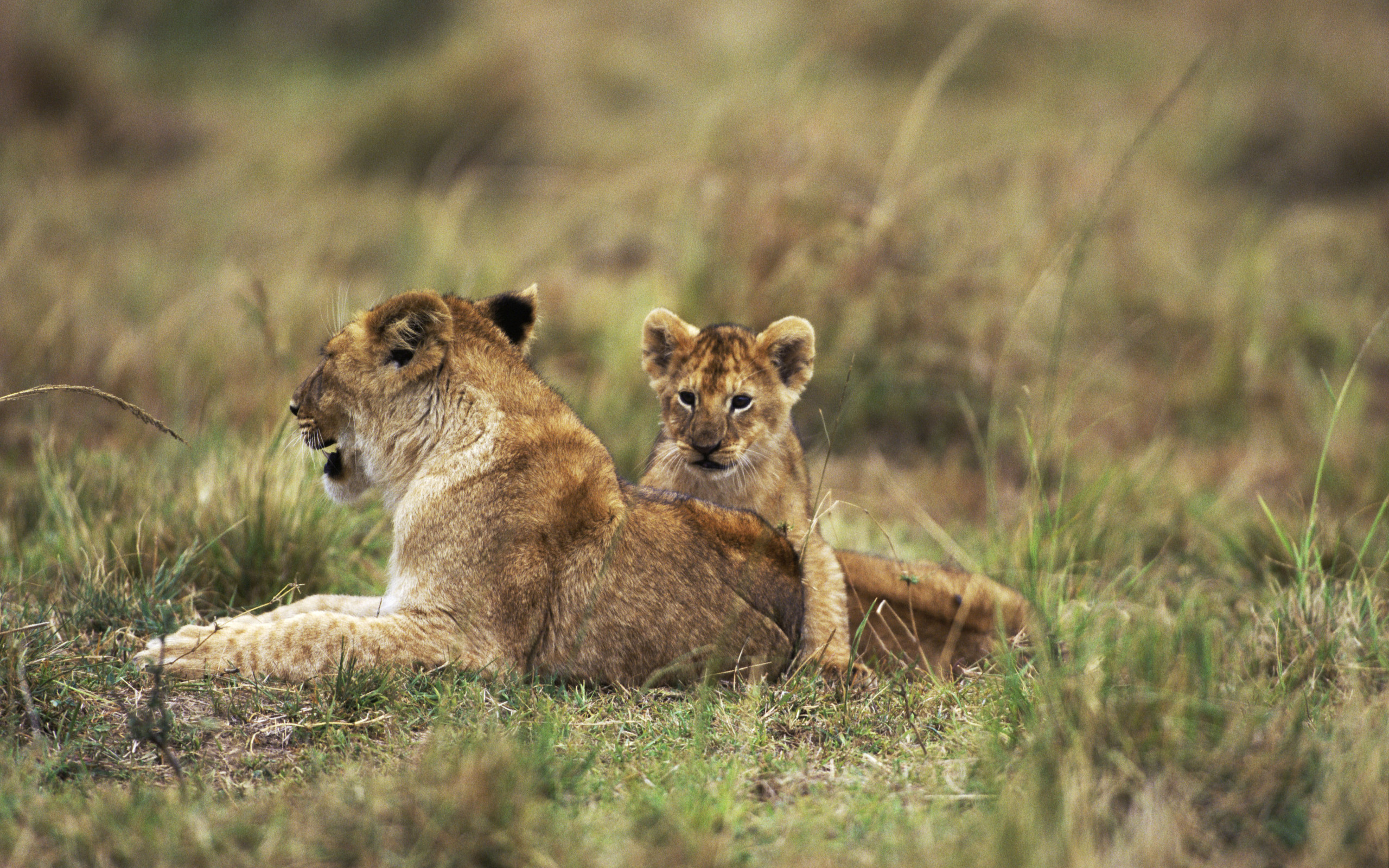 Téléchargez gratuitement l'image Animaux, Chats, Lion sur le bureau de votre PC