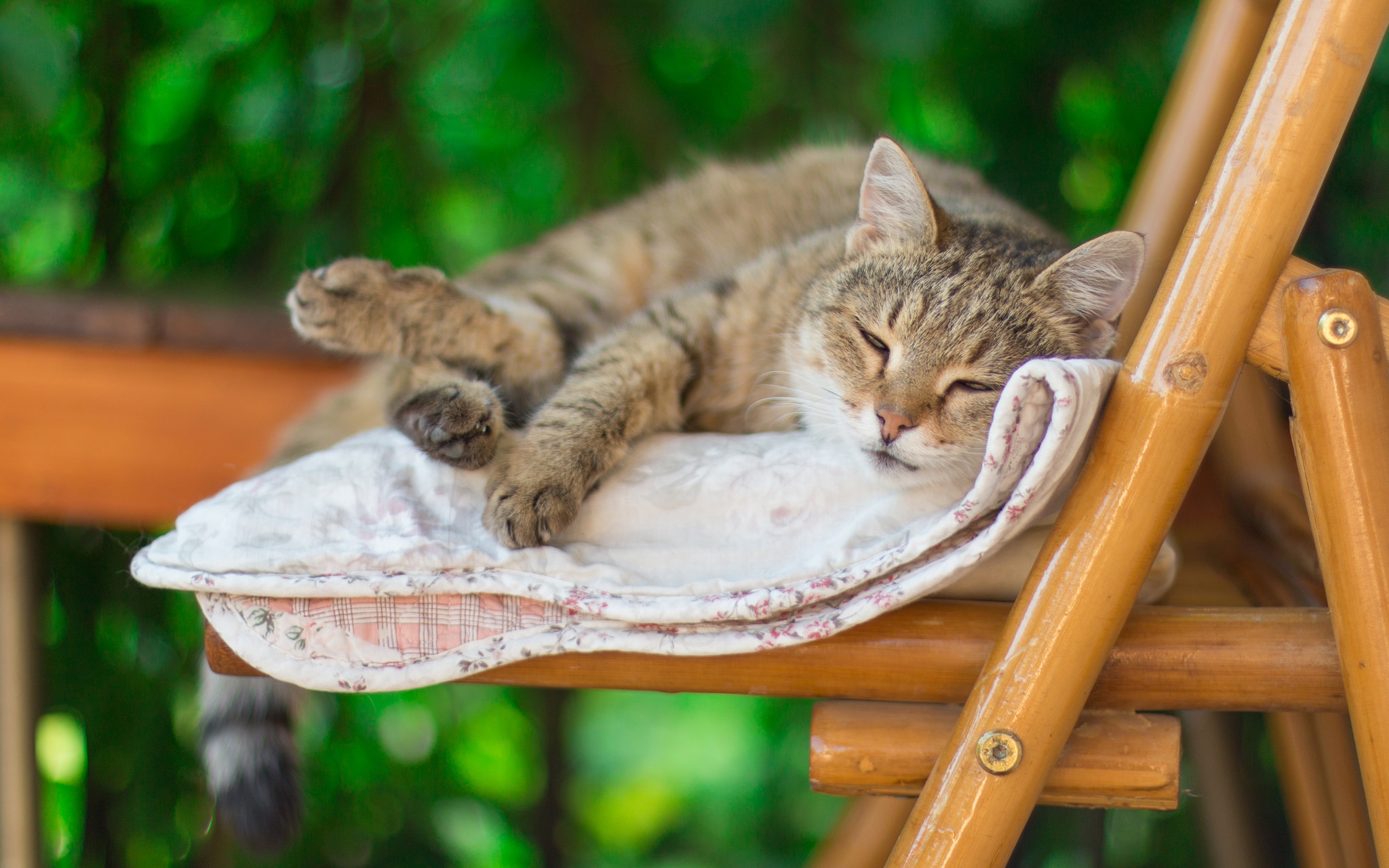 Baixe gratuitamente a imagem Animais, Gatos, Gato, Dormindo na área de trabalho do seu PC