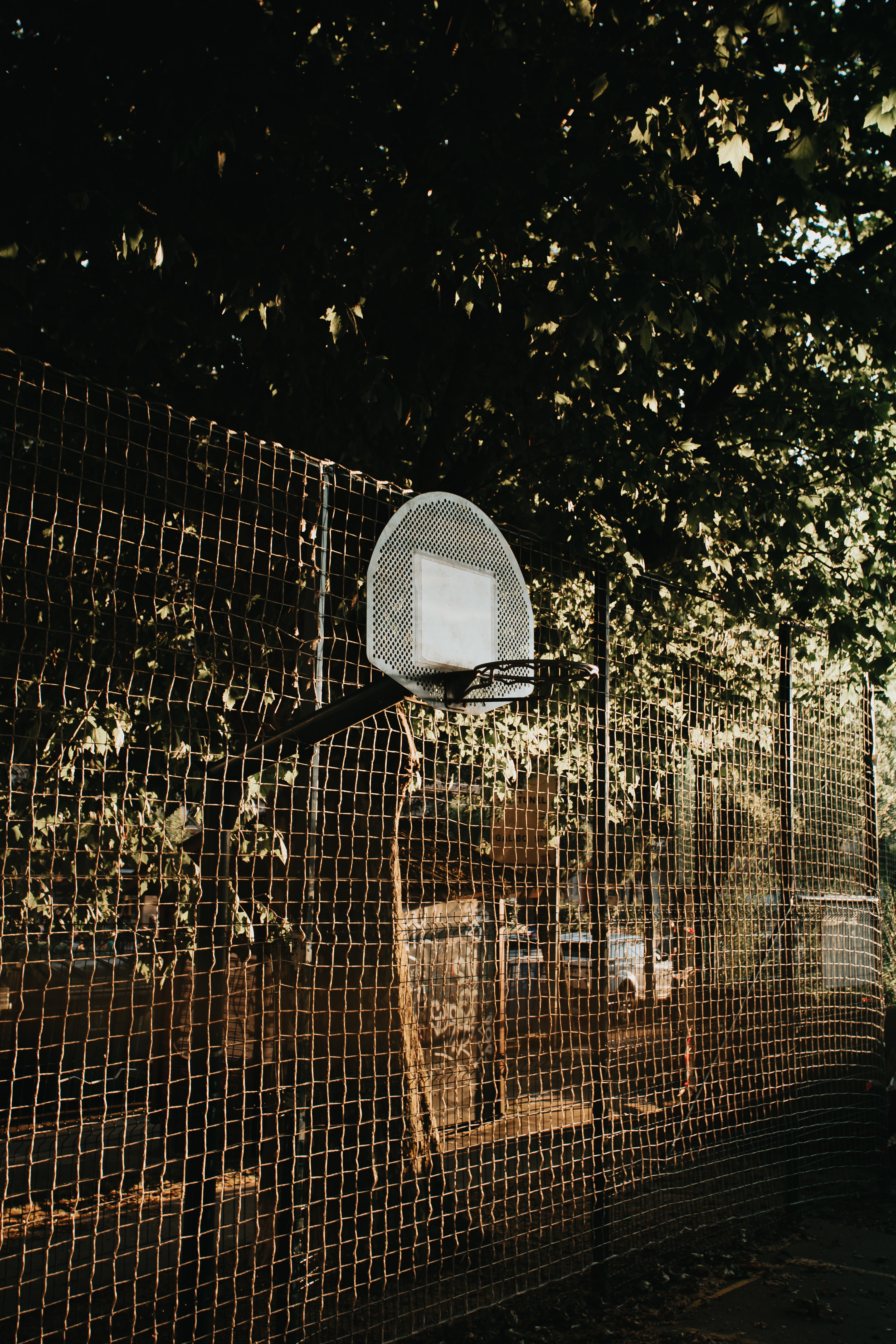 trees, basketball, miscellanea, miscellaneous, grid, basketball backboard, basketball shield