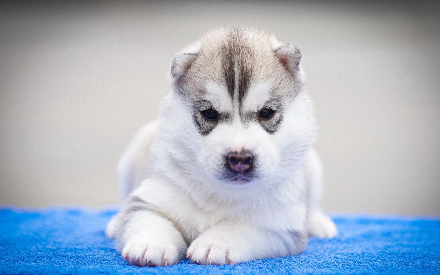 Free download wallpaper Dog, Muzzle, Beautiful, Puppy, Husky, Animals on your PC desktop