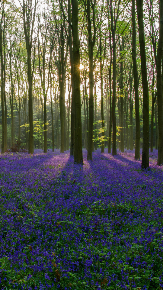 Descarga gratuita de fondo de pantalla para móvil de Naturaleza, Flor, Bosque, Árbol, Rayo De Sol, Flor Purpura, Tierra/naturaleza, Frijol De Sol.