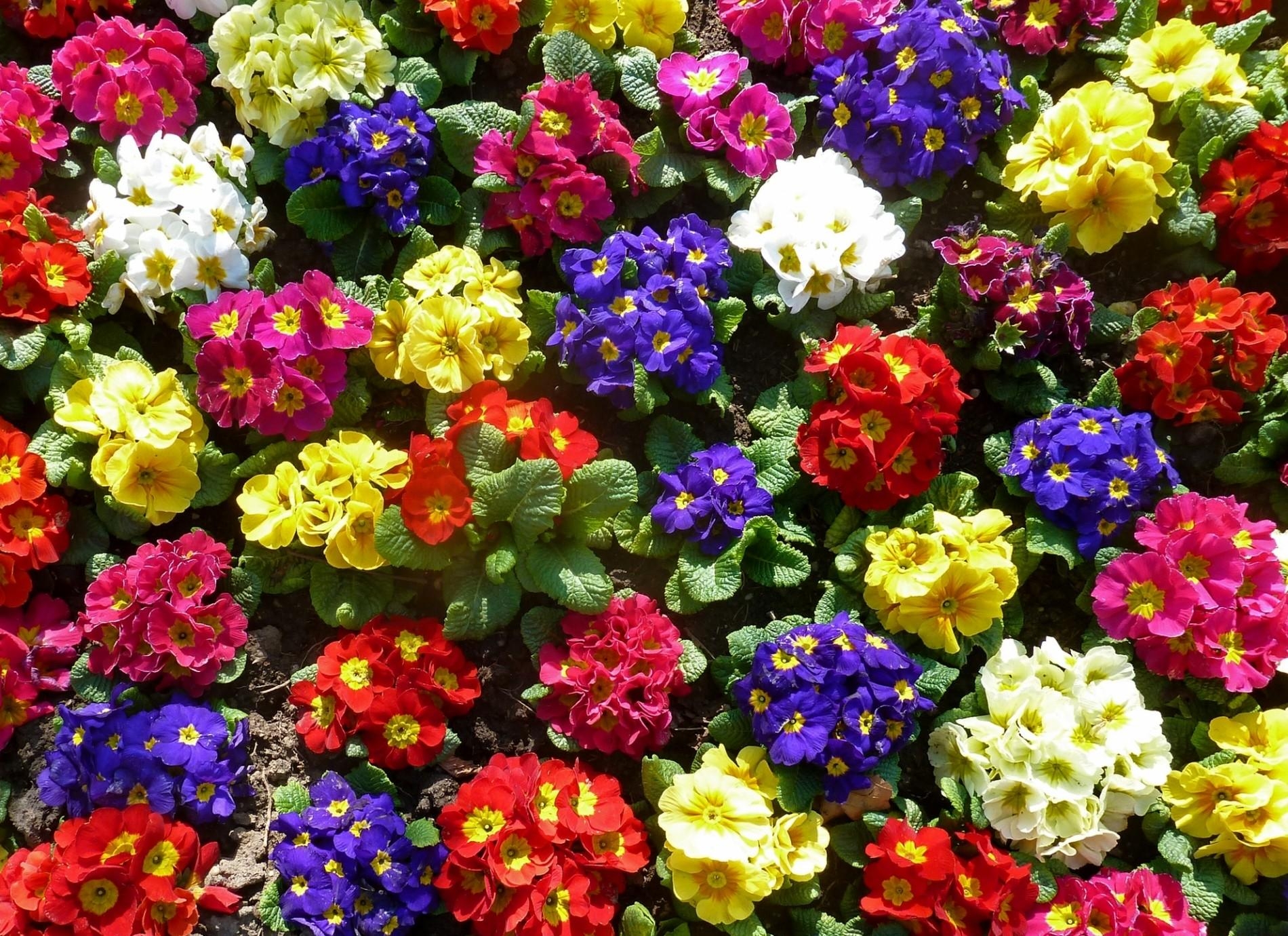 colorful, greens, flowers, bright, primrose, priming, ground HD wallpaper
