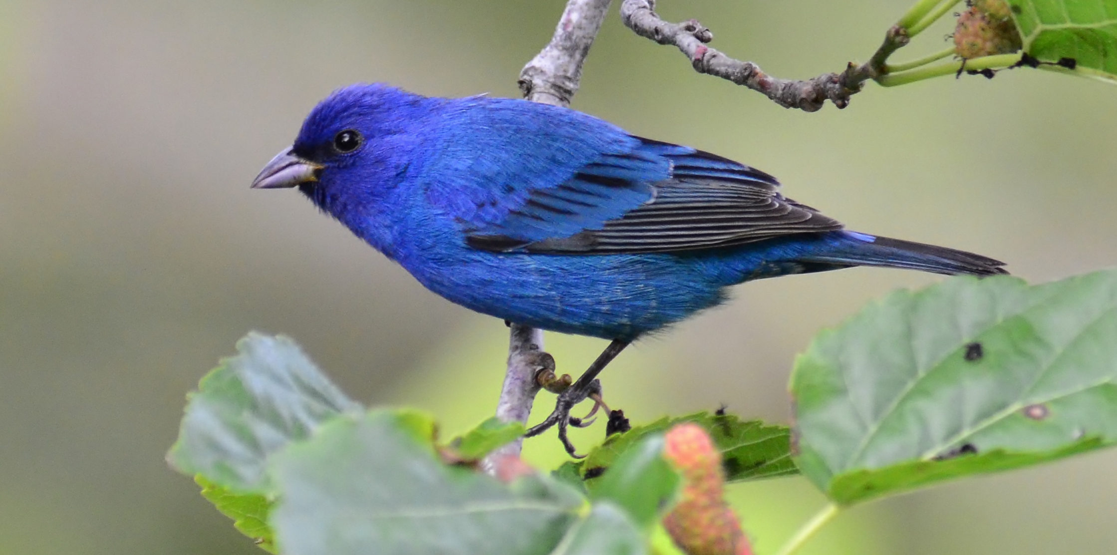 branch, animal, indigo bunting, bird, blue, birds