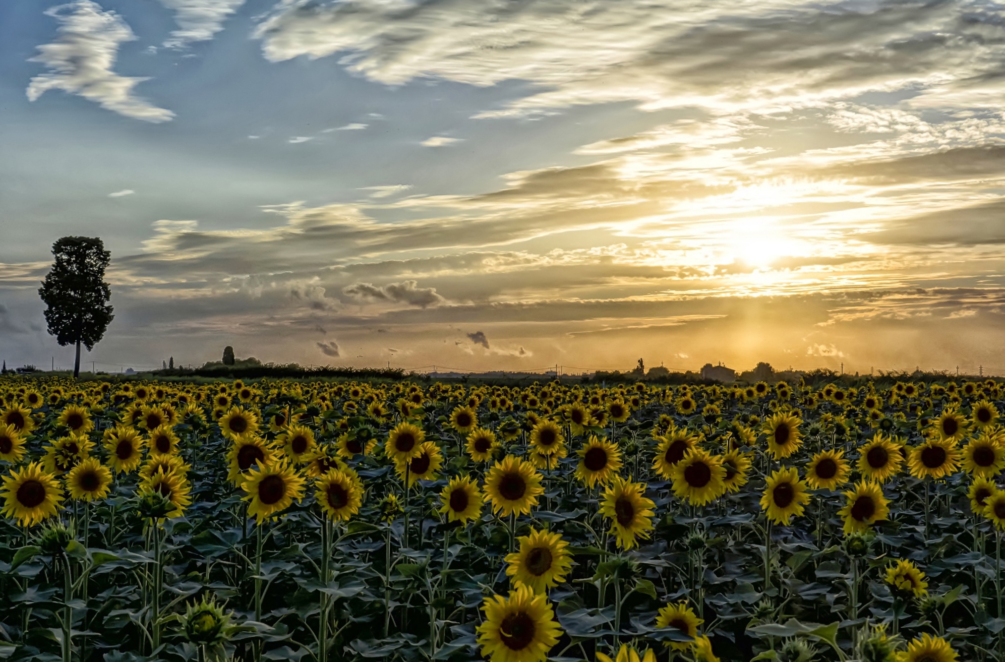 Téléchargez des papiers peints mobile Fleurs, Tournesol, Terre/nature gratuitement.