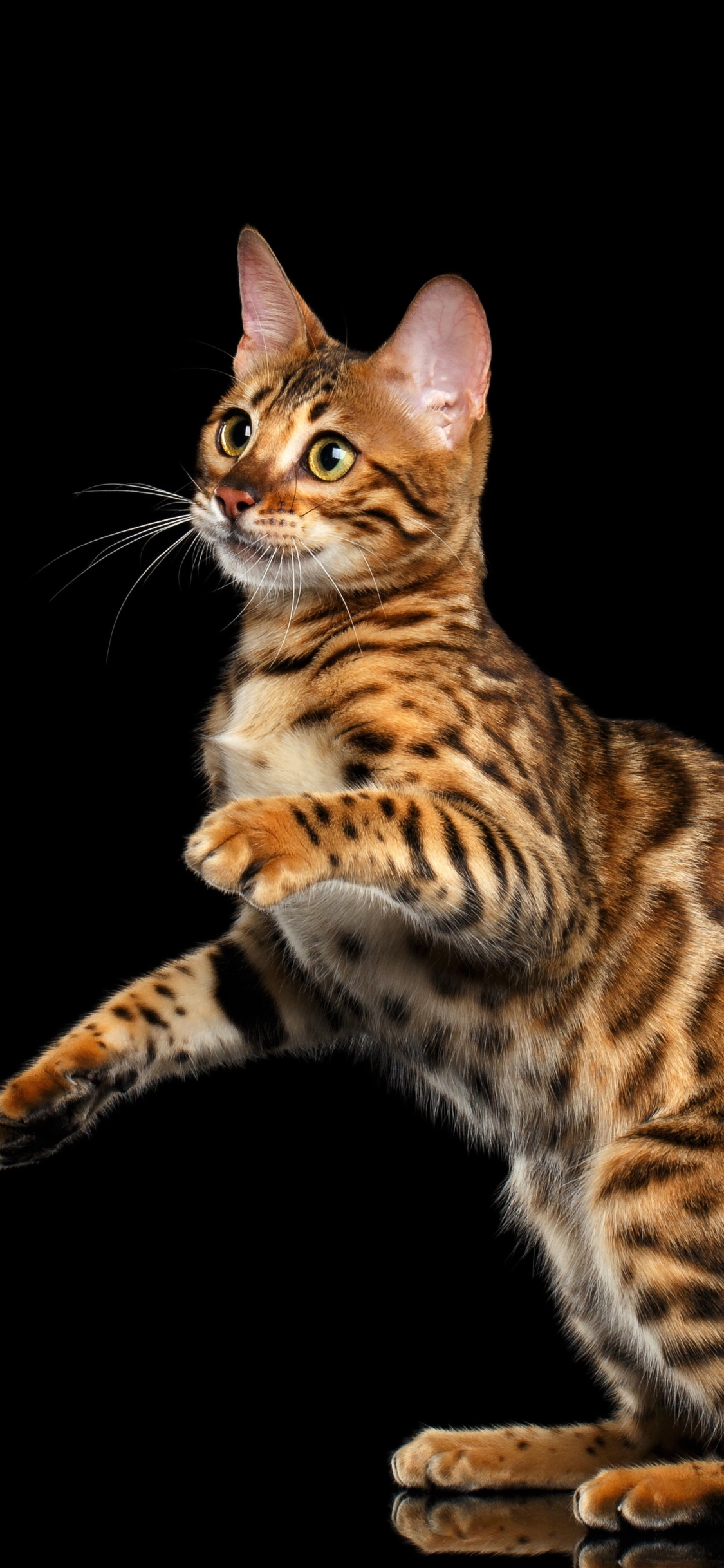 Download mobile wallpaper Cats, Cat, Brown, Animal, Bengal Cat for free.
