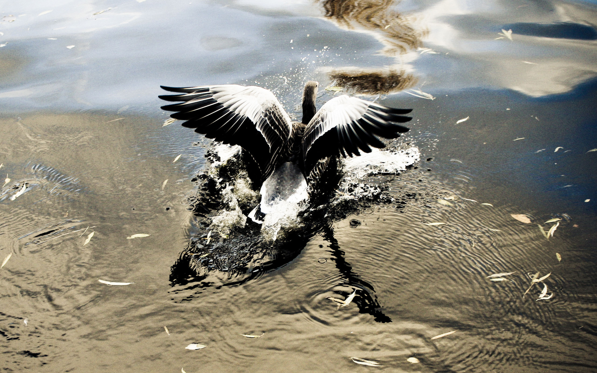 Handy-Wallpaper Vogel, Vögel, Tiere kostenlos herunterladen.