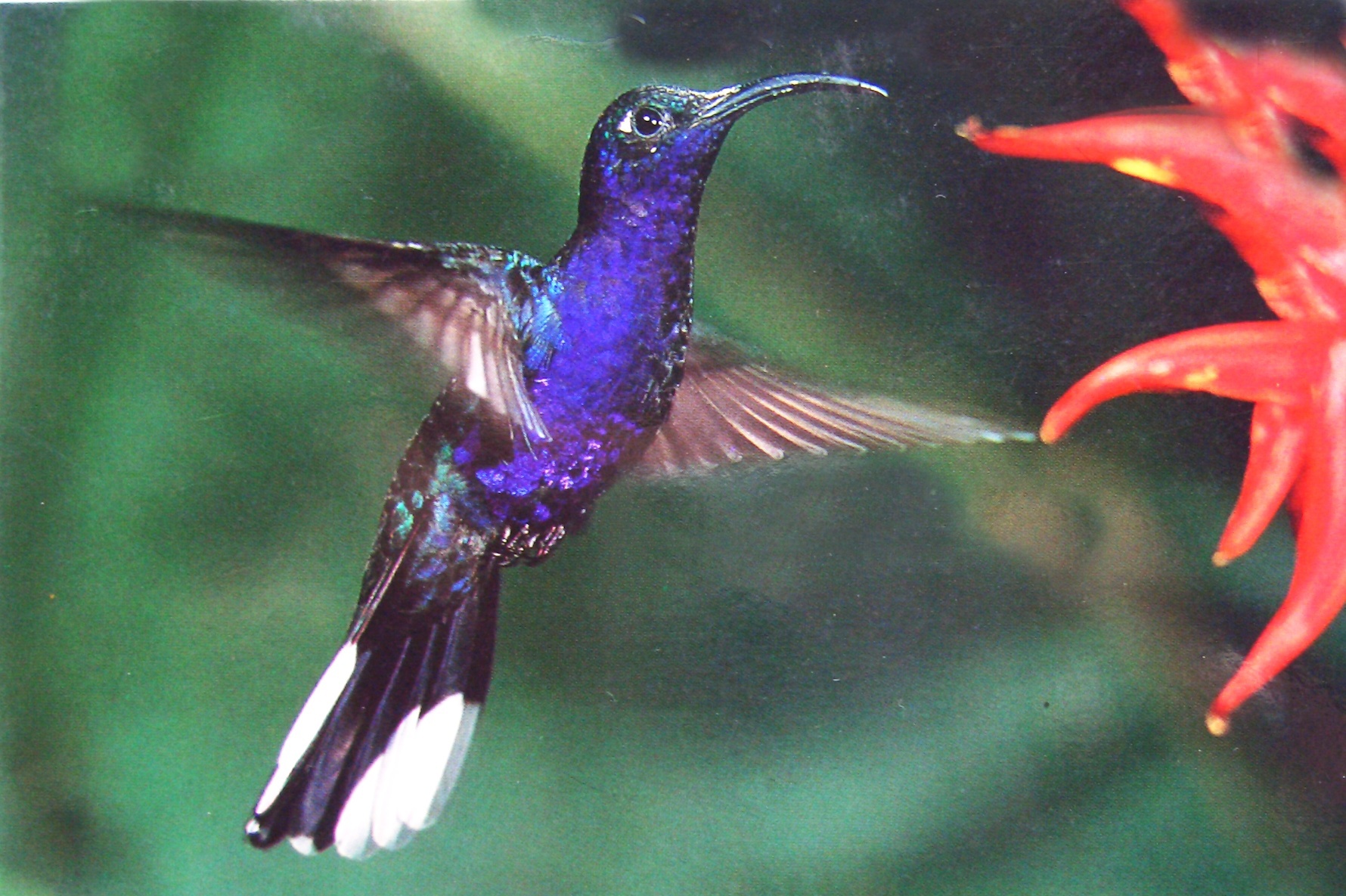 207677 descargar fondo de pantalla animales, colibrí, aves: protectores de pantalla e imágenes gratis