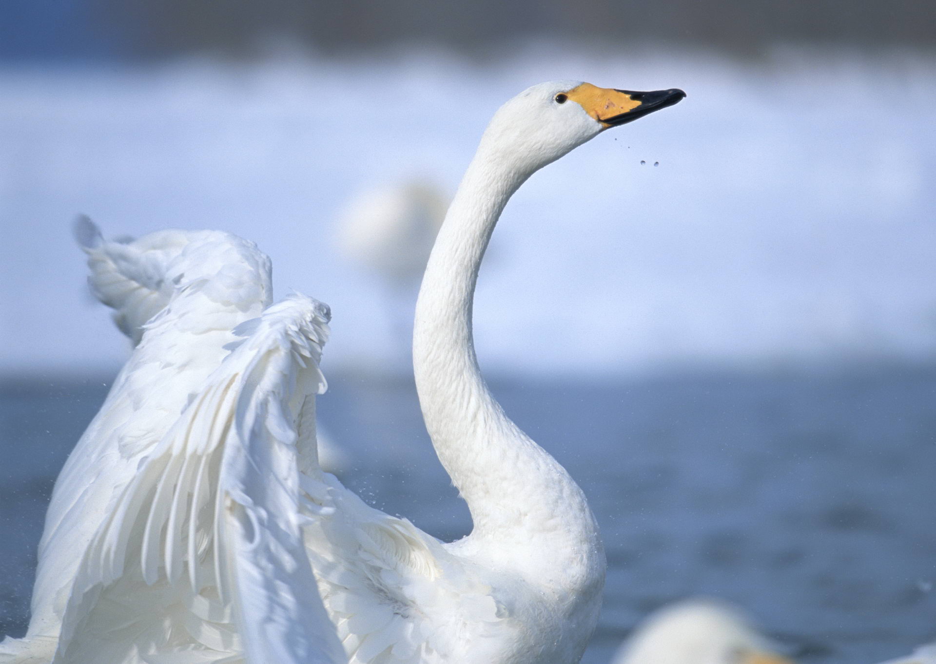 Free download wallpaper Birds, Animal, Whooper Swan on your PC desktop