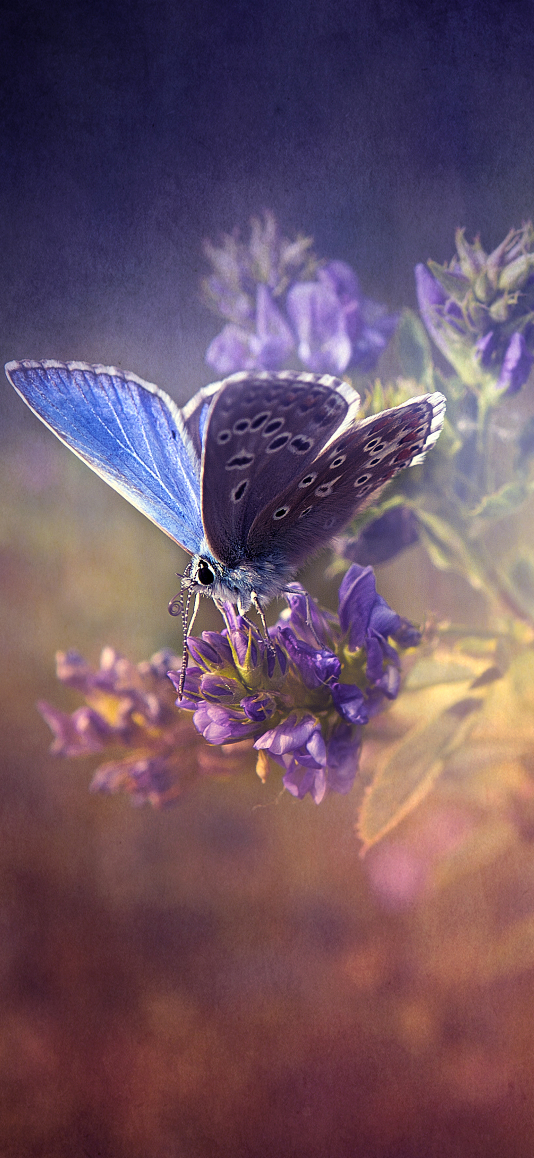 Descarga gratuita de fondo de pantalla para móvil de Animales, Mariposa.