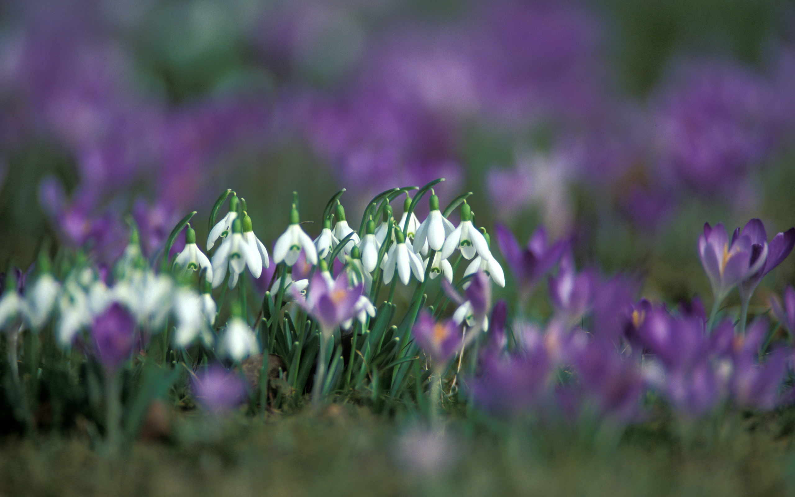 Handy-Wallpaper Blumen, Blume, Erde/natur kostenlos herunterladen.