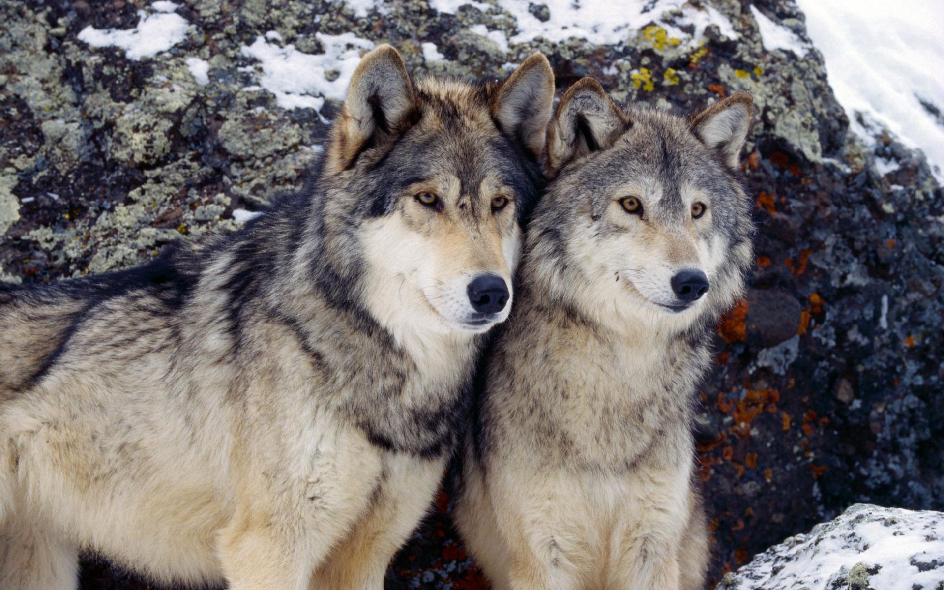 108408 скачать картинку волк, пара, животные, камни, снег - обои и заставки бесплатно