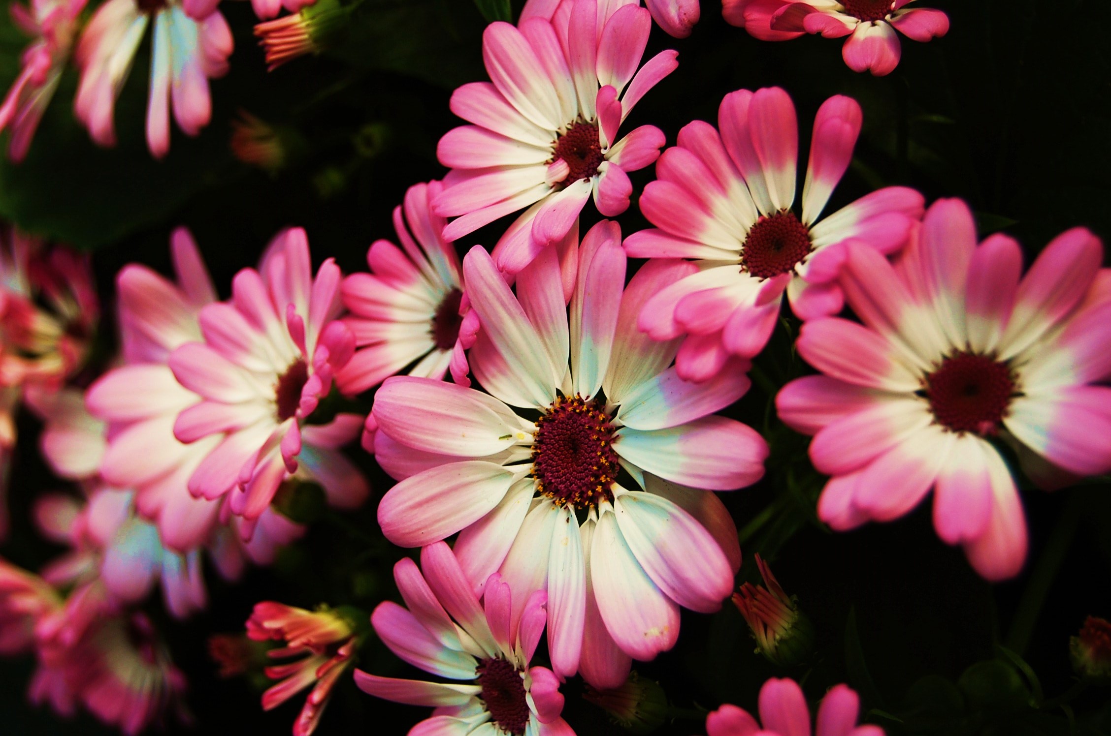 Download mobile wallpaper Flowers, Flower, Earth, Pink Flower for free.