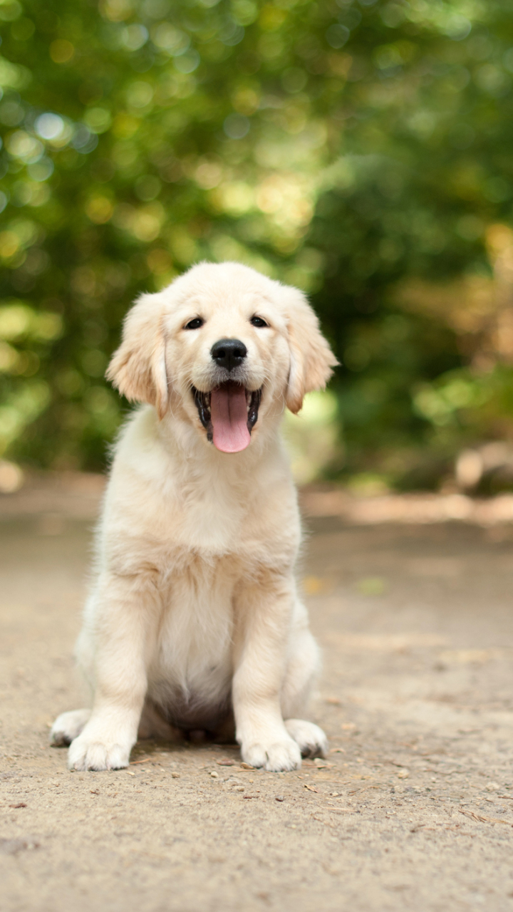 無料モバイル壁紙動物, 犬, 子犬, ボケ, ラブラドール・レトリバーをダウンロードします。