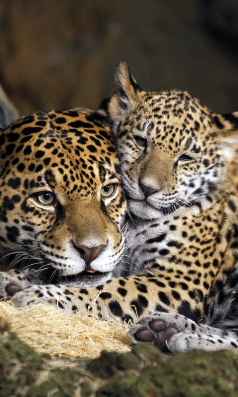 Descarga gratuita de fondo de pantalla para móvil de Animales, Gatos, Jaguar, Leopardo, Cachorro, Bebe Animal.